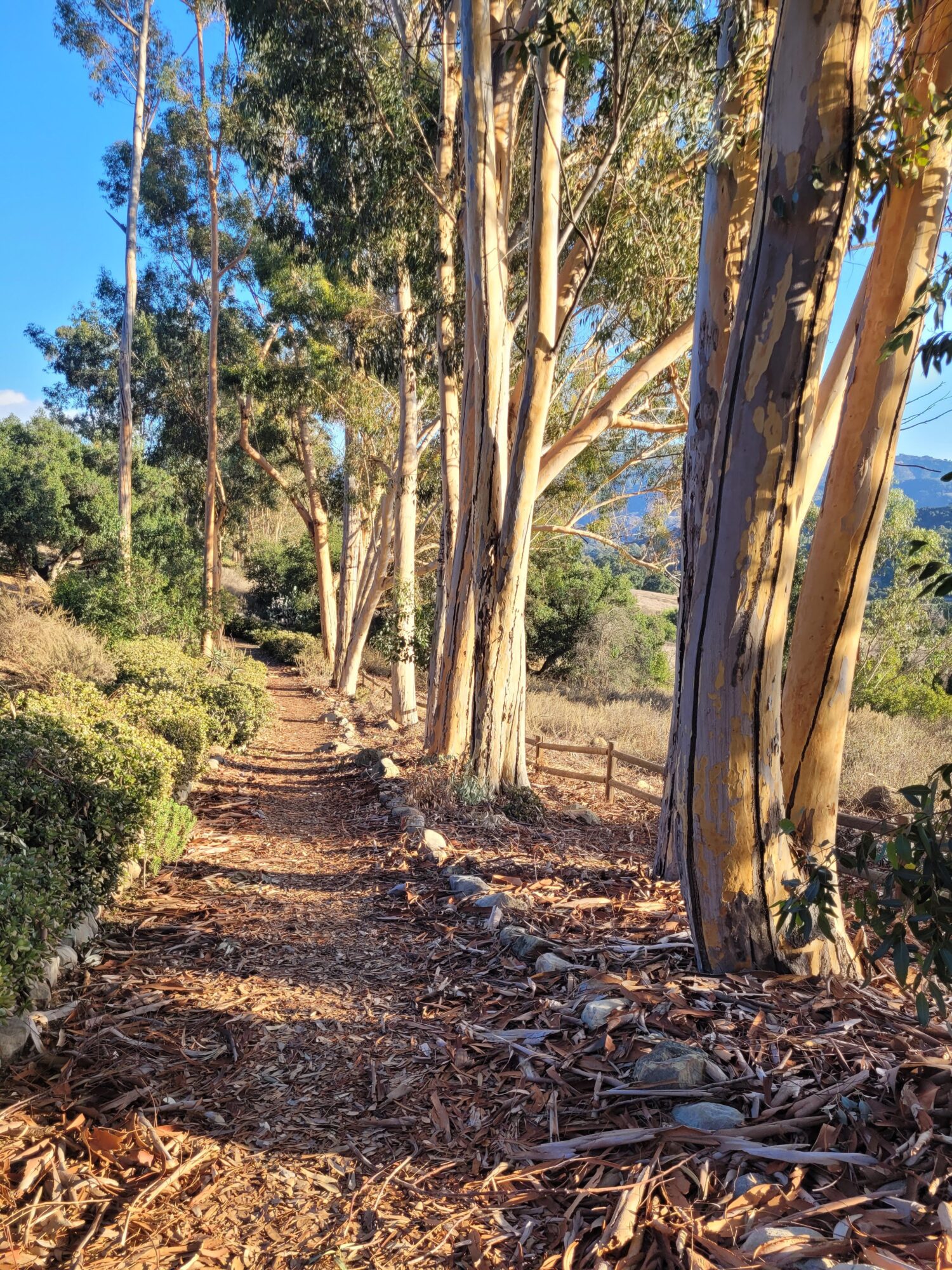 Sunlit dirt path lined with tall trees and bushes, leading into a natural landscape with blue sky.