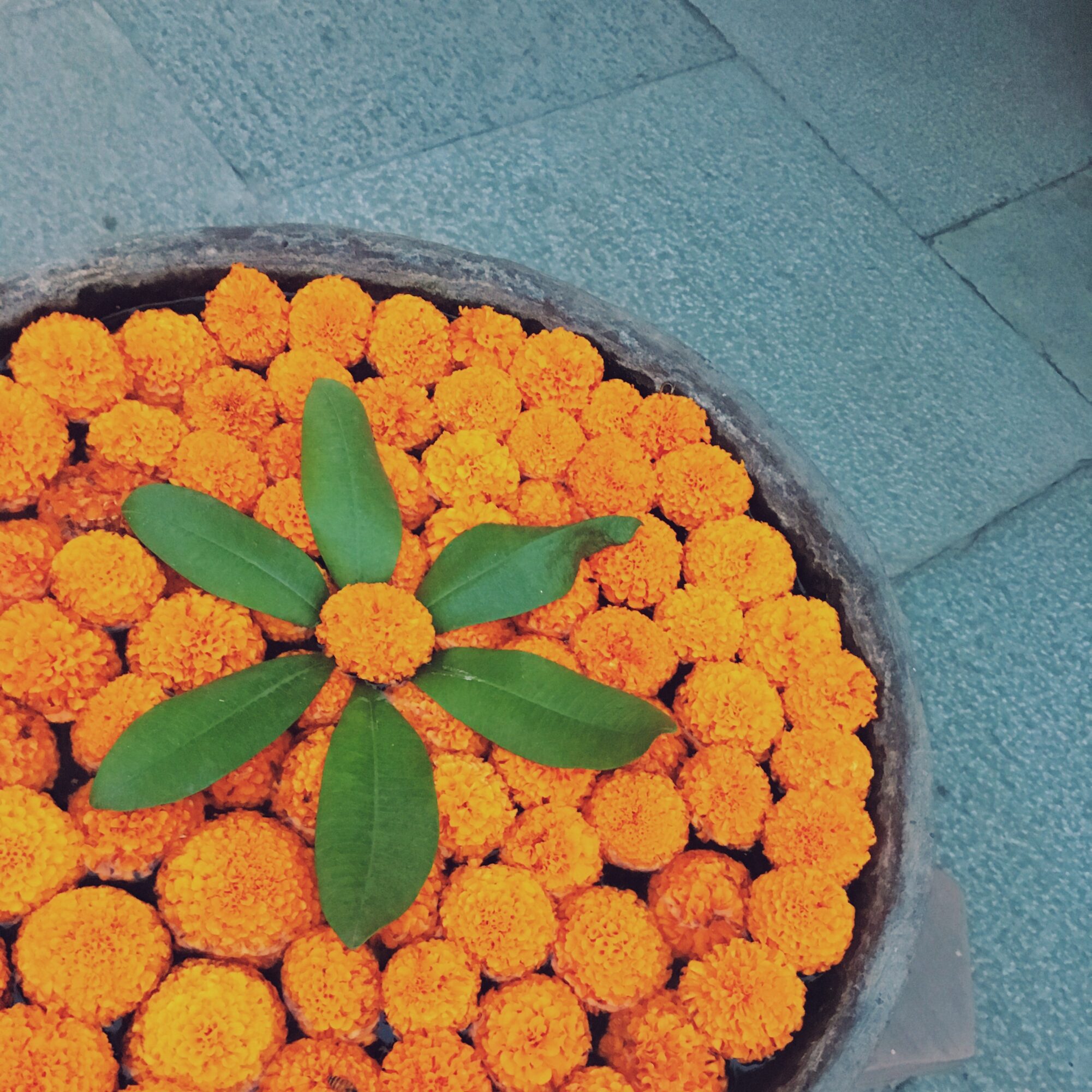 A potted plant with green leaves surrounded by orange marigold flowers, on a stone surface.