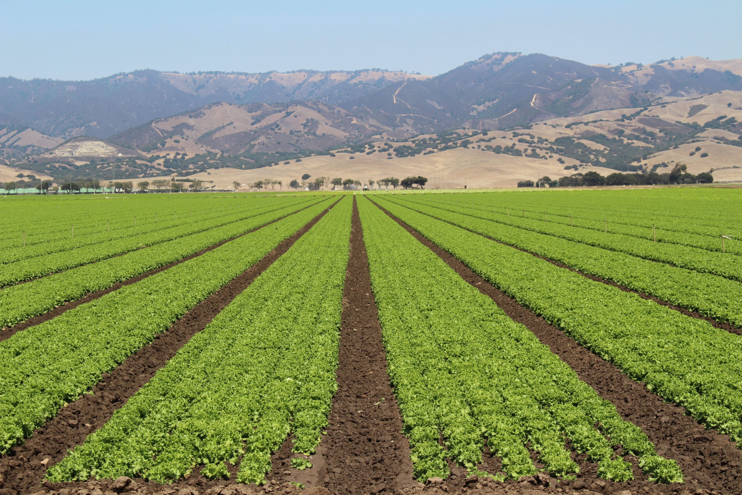 Green crop field with evenly spaced rows extending toward distant mountains under a clear sky.