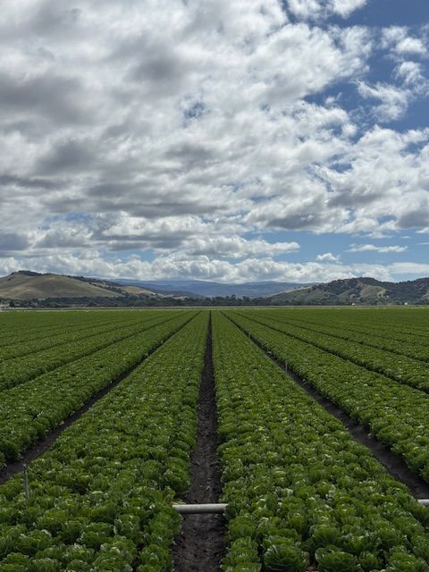Wide view of a farm field with rows of green crops under a partly cloudy sky, distant hills in the background.