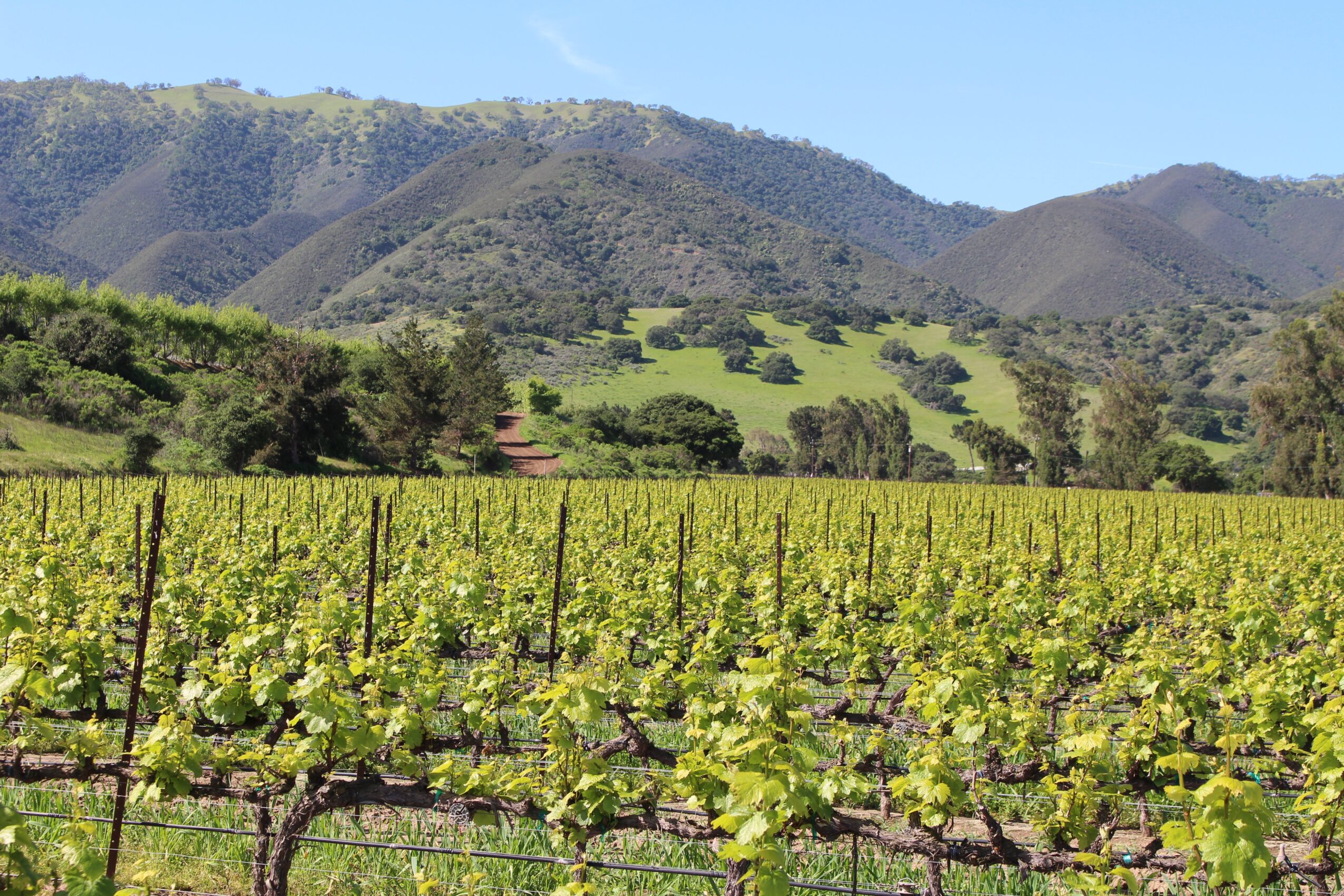 Vineyard with rows of grapevines in front of rolling hills and mountains under a clear blue sky.