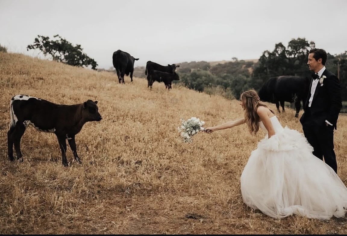 Bride in wedding dress offers flowers to calf in field with cows and trees in background.