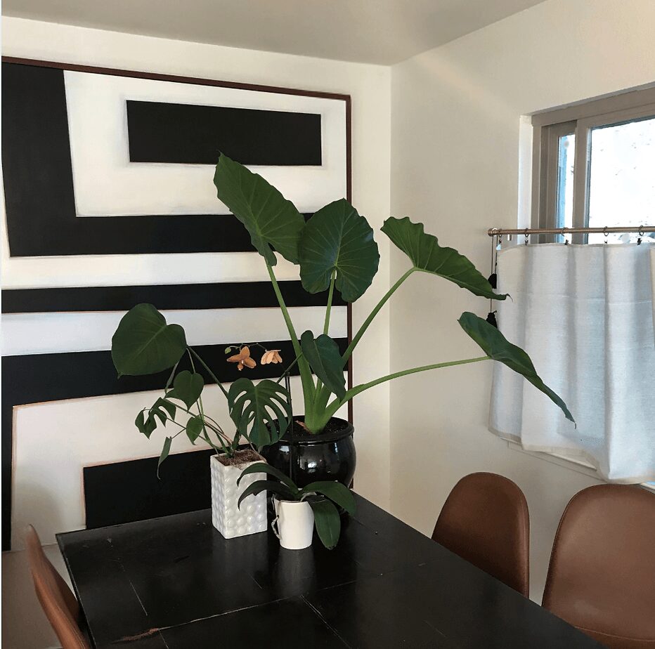 Indoor dining area with a black table, brown chairs, a large green plant in a black vase, and wall art.