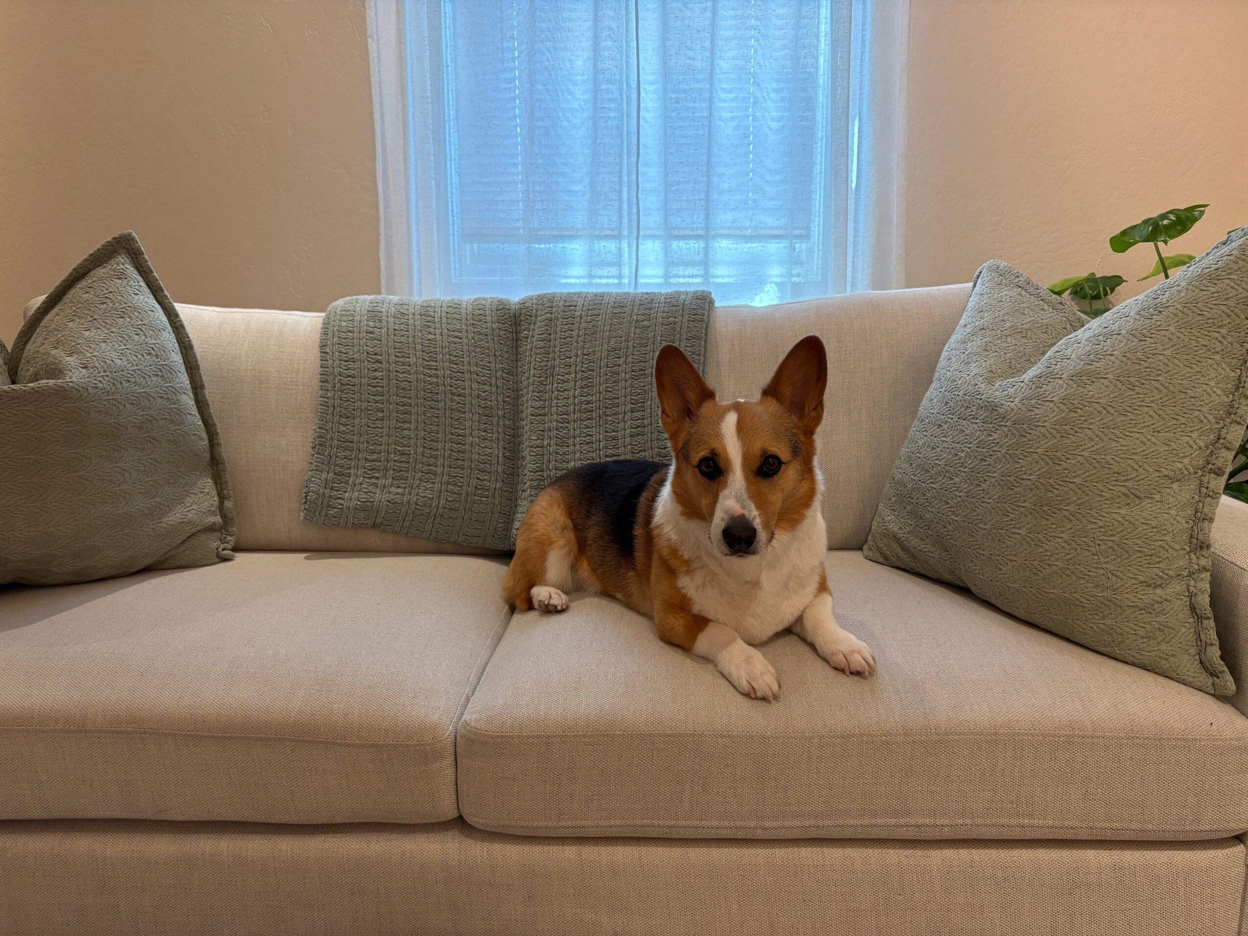 A dog lying on a beige sofa with cushions, in front of a window with curtains.