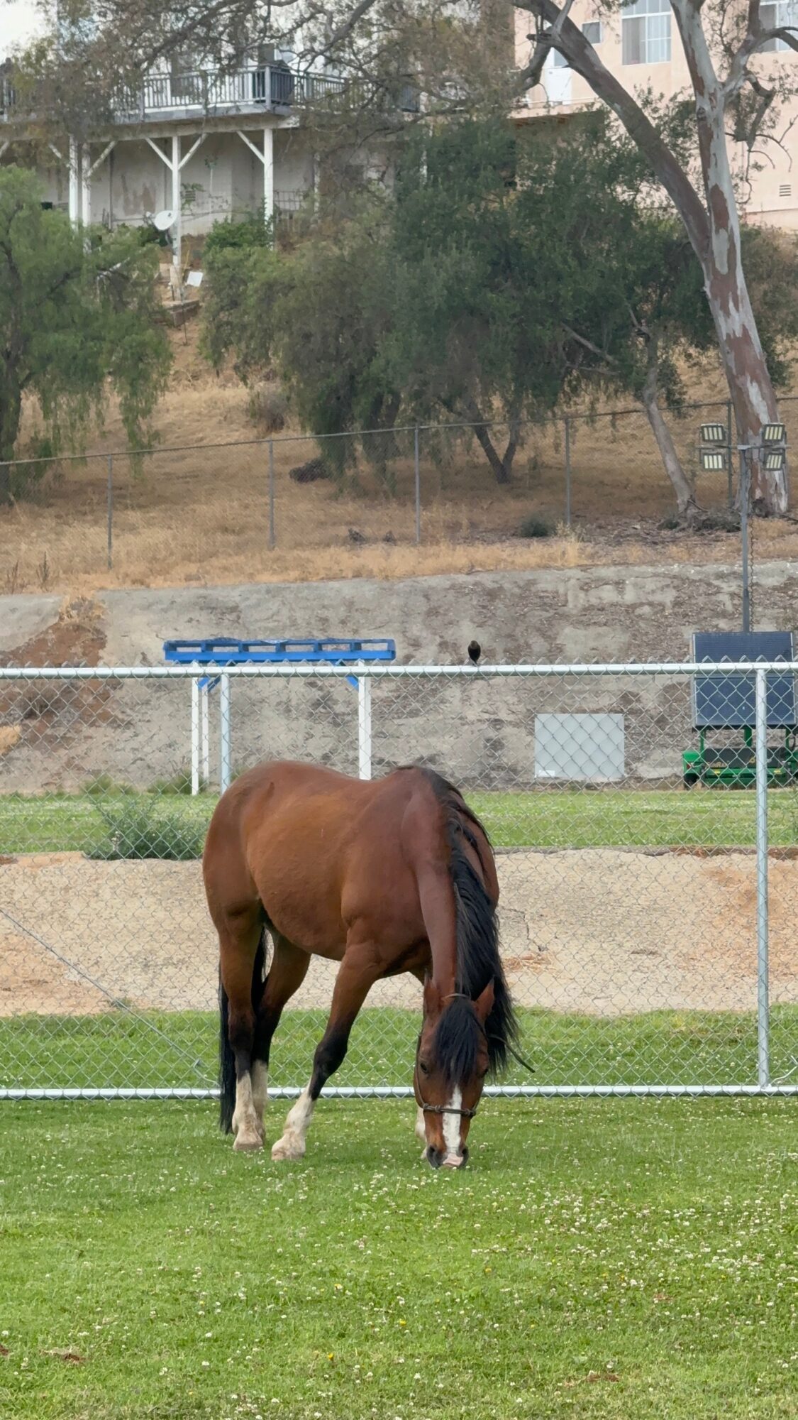 Brown horse grazing on green grass in a fenced area with trees and houses in the background.