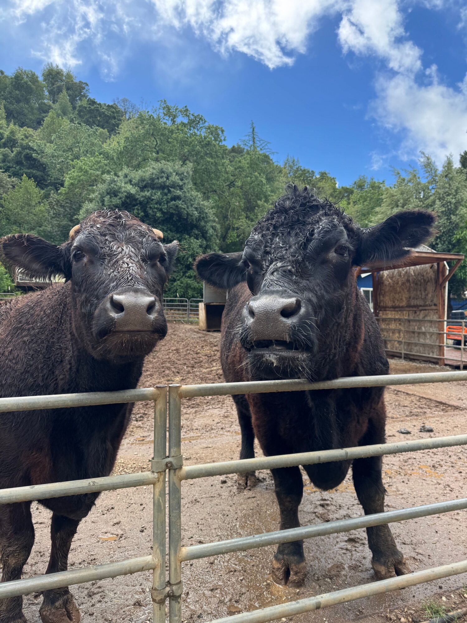Two black cows stand behind a metal fence in a farm, with green trees and a blue sky with clouds in the background.