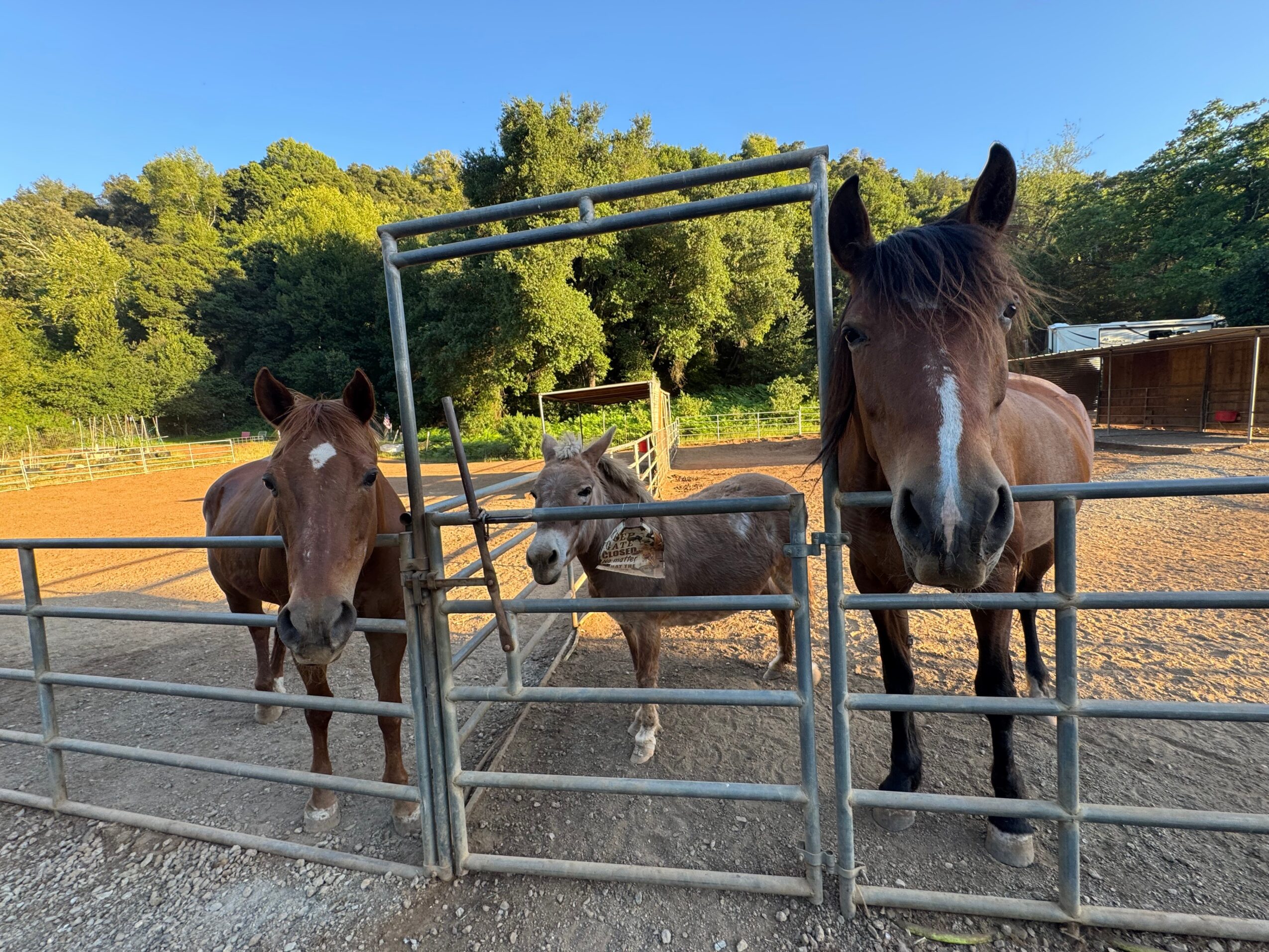 Three horses behind a metal gate in a paddock with trees and a wooden structure in the background.