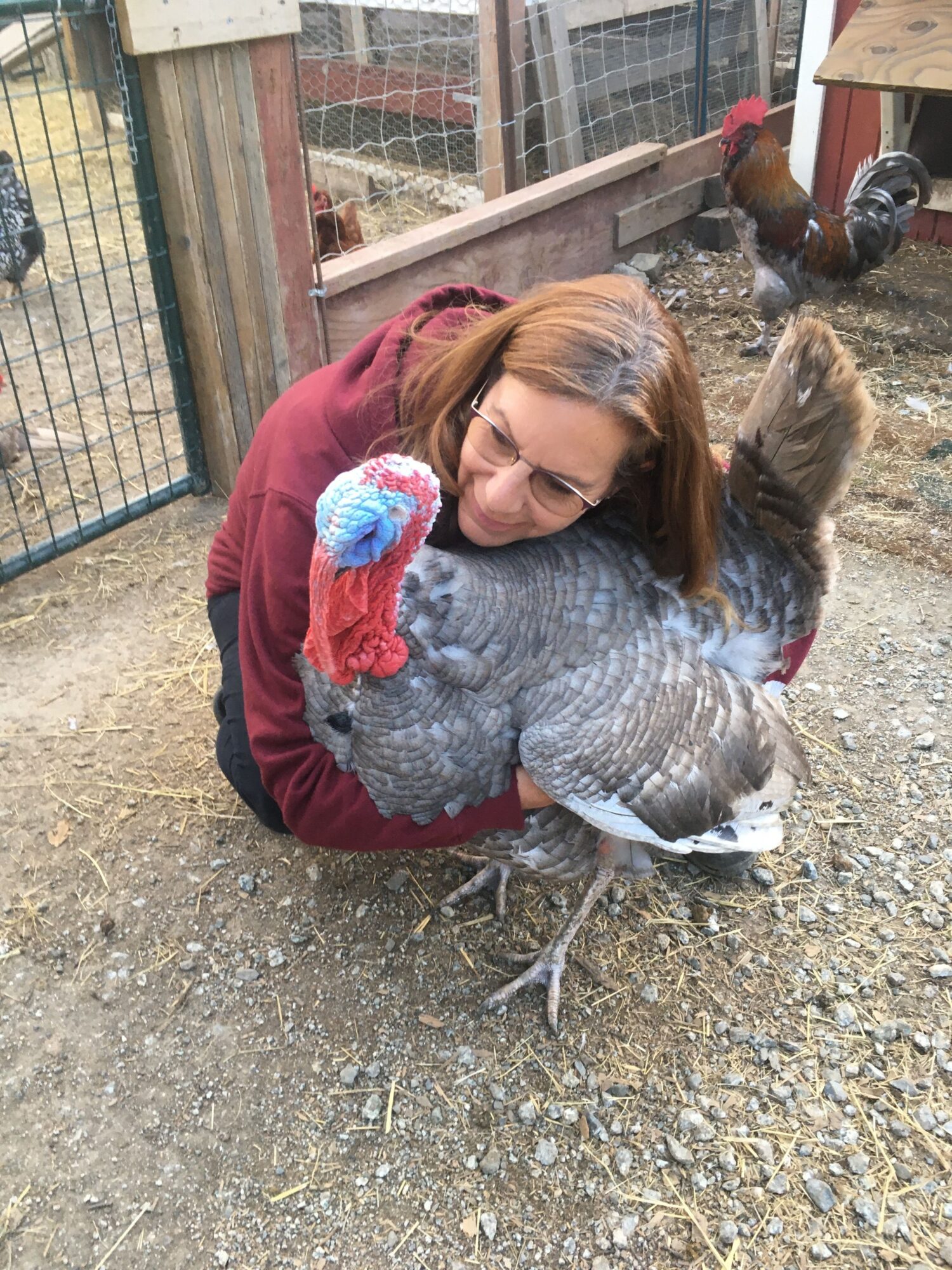 Woman hugging a large turkey outdoors, with chickens and a fenced area in the background.