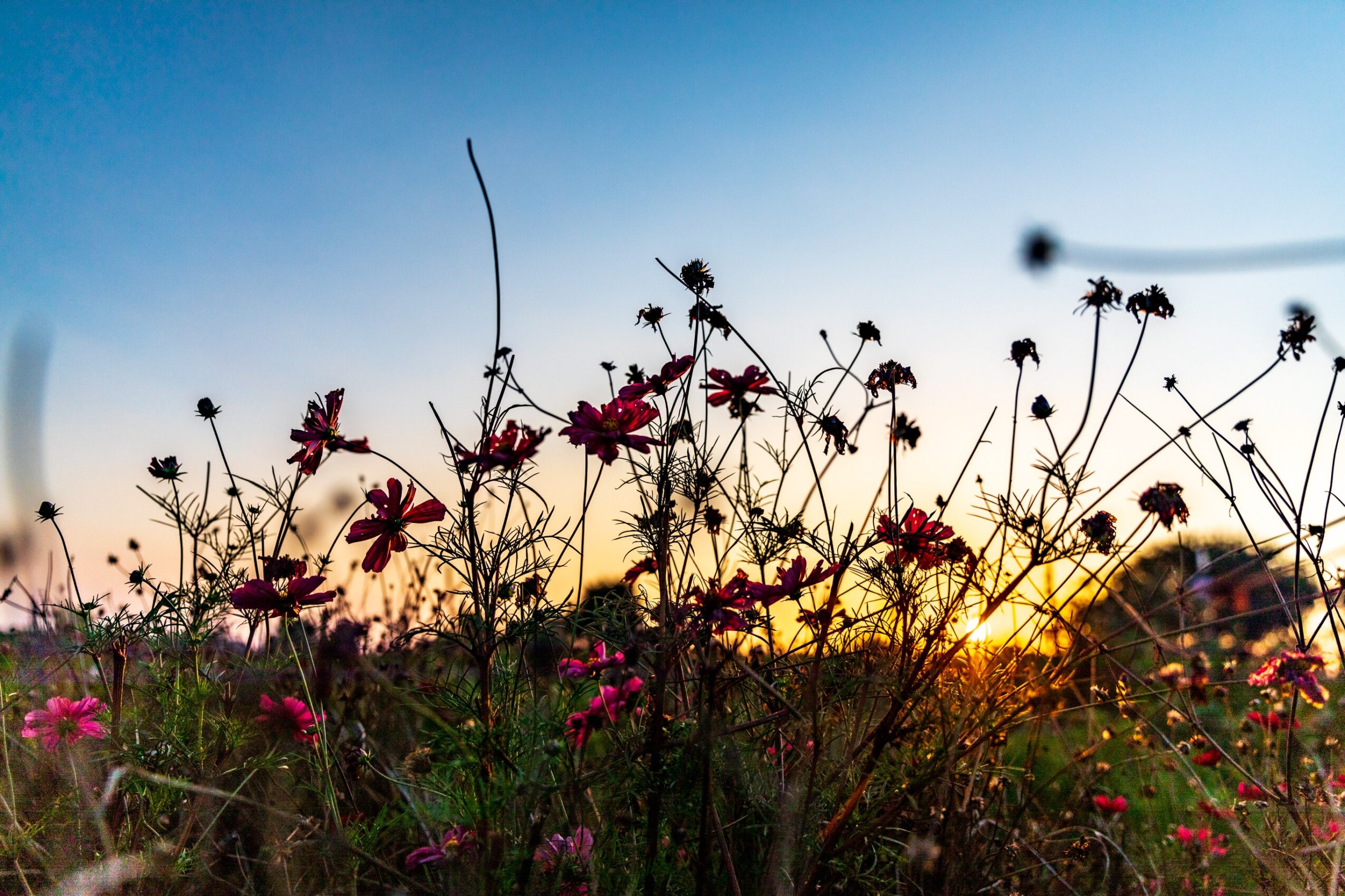 Silhouette of wildflowers against a sunset sky with a bright sun near the horizon, colorful sky, and some distant trees.