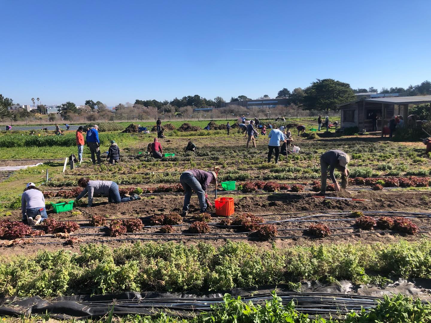 People working in a farm field with rows of plants, some bending down, under a clear blue sky.