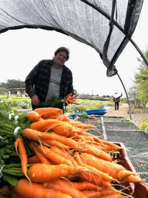 Person standing behind a table of freshly harvested carrots outdoors, with a greenhouse structure overhead and trees in the background.