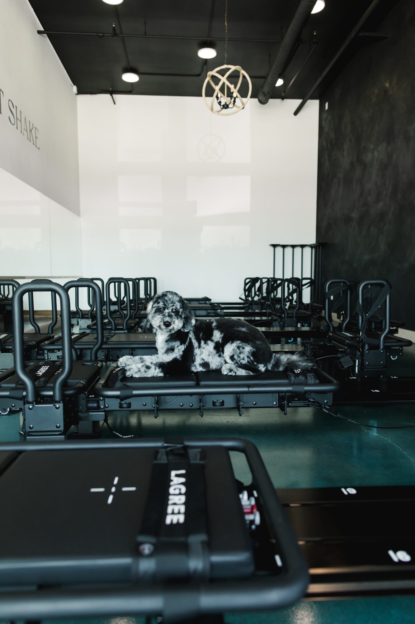 Dog lying on a fitness machine in a gym with black walls and ceiling, basketball hoop overhead, and exercise equipment around.