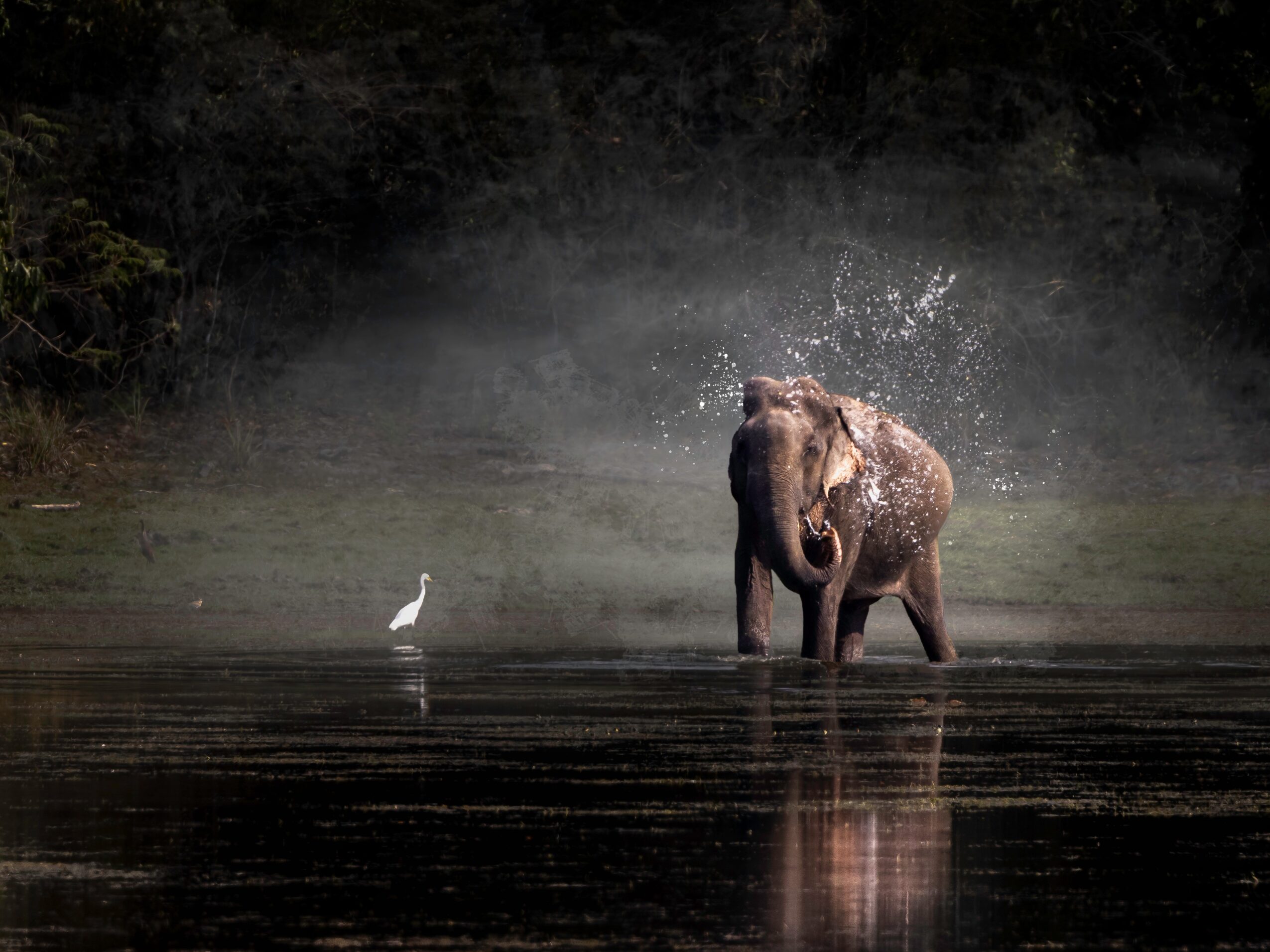 Elephant splashing water with trunk in a misty river scene, with a white bird nearby, dark background, calm water