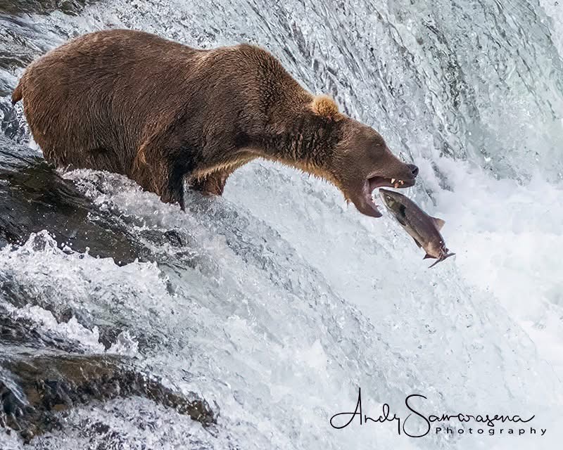 A bear catches a fish in a rushing river, water splashing around it.