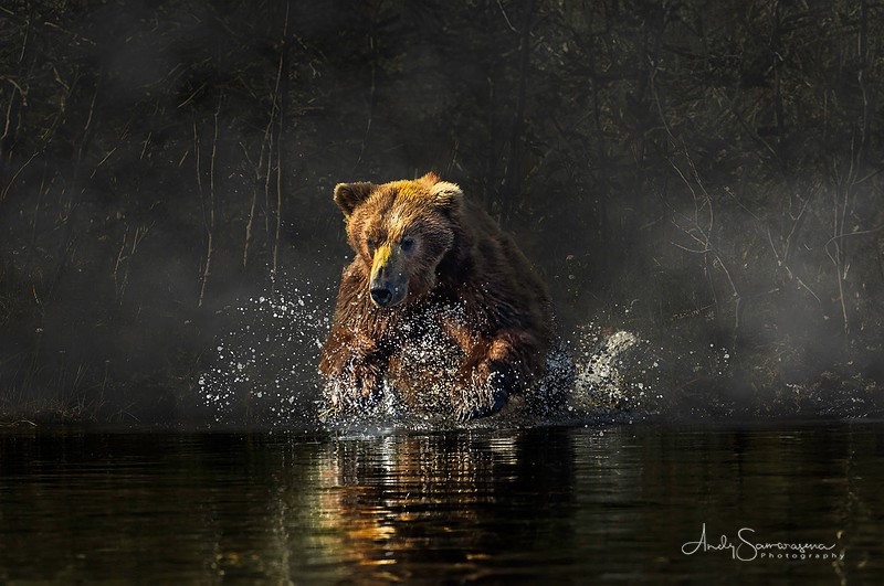 A bear swimming in water with mist and dark background, water splashing around it, and a signature in the bottom right corner.