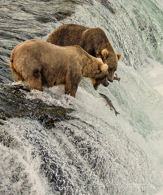 Two bears catch fish in a waterfall, one with a fish in its mouth, water flowing around them.