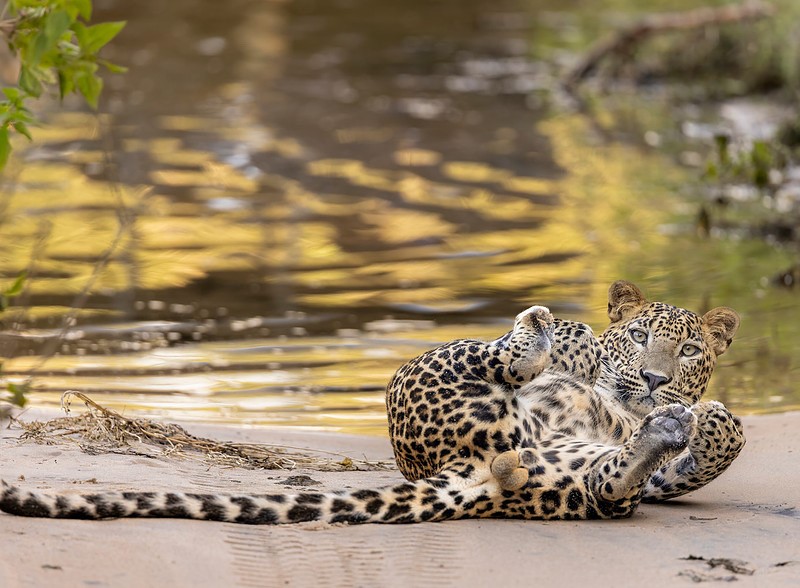 Two leopard cubs lying on a sandy riverbank with water and yellow foliage in the background.