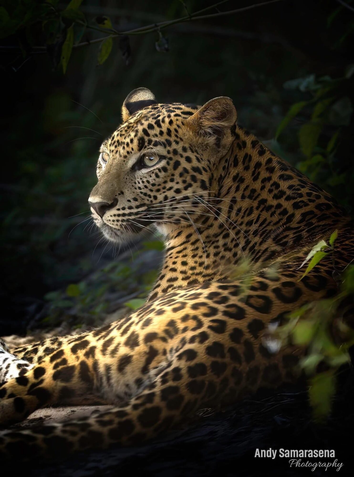 Leopard resting among foliage with a focused gaze, detailed fur pattern, and dark background.