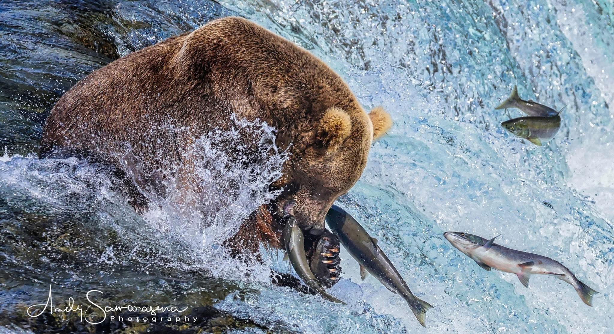 A bear catches fish in a river with splashing water around it.