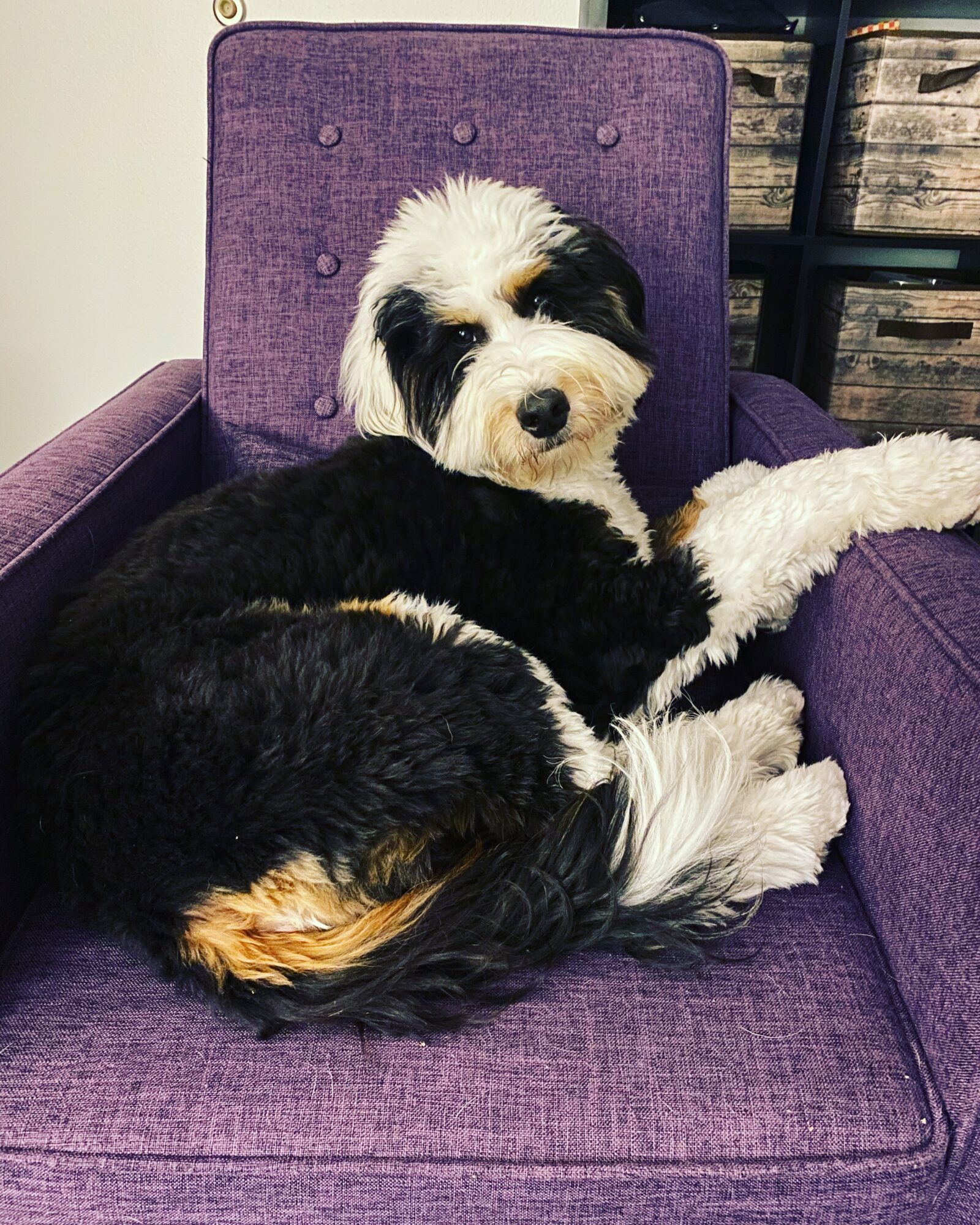 A black and white puppy with tan markings resting on a purple armchair, looking at the camera.