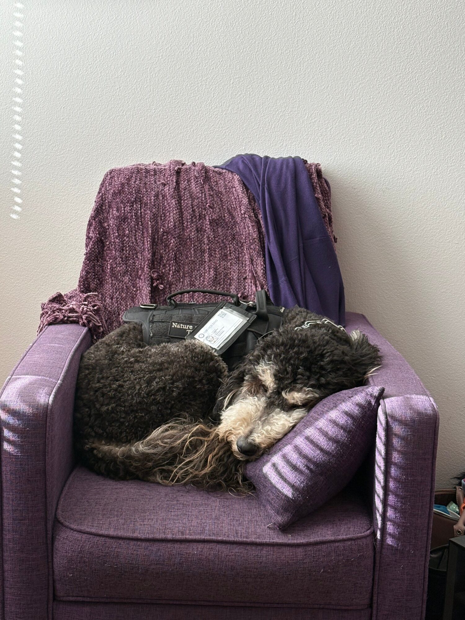 A dog is sleeping on a purple armchair with a purple blanket and a towel behind it, against a plain wall.