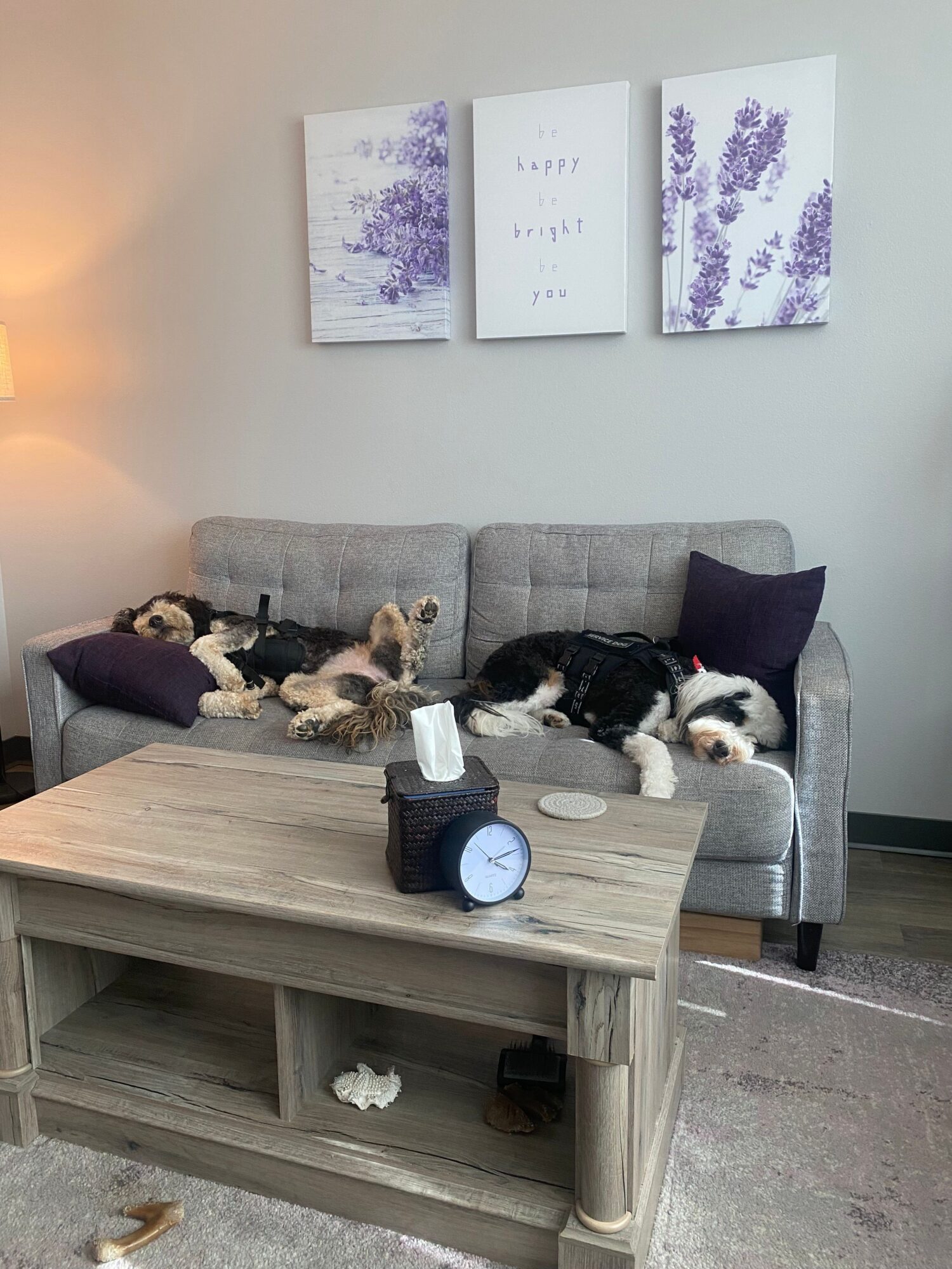 Gray sofa with multiple cats resting and playing, purple pillows, wall art with purple flowers, wooden coffee table with clock and tissue box, neutral-colored room.