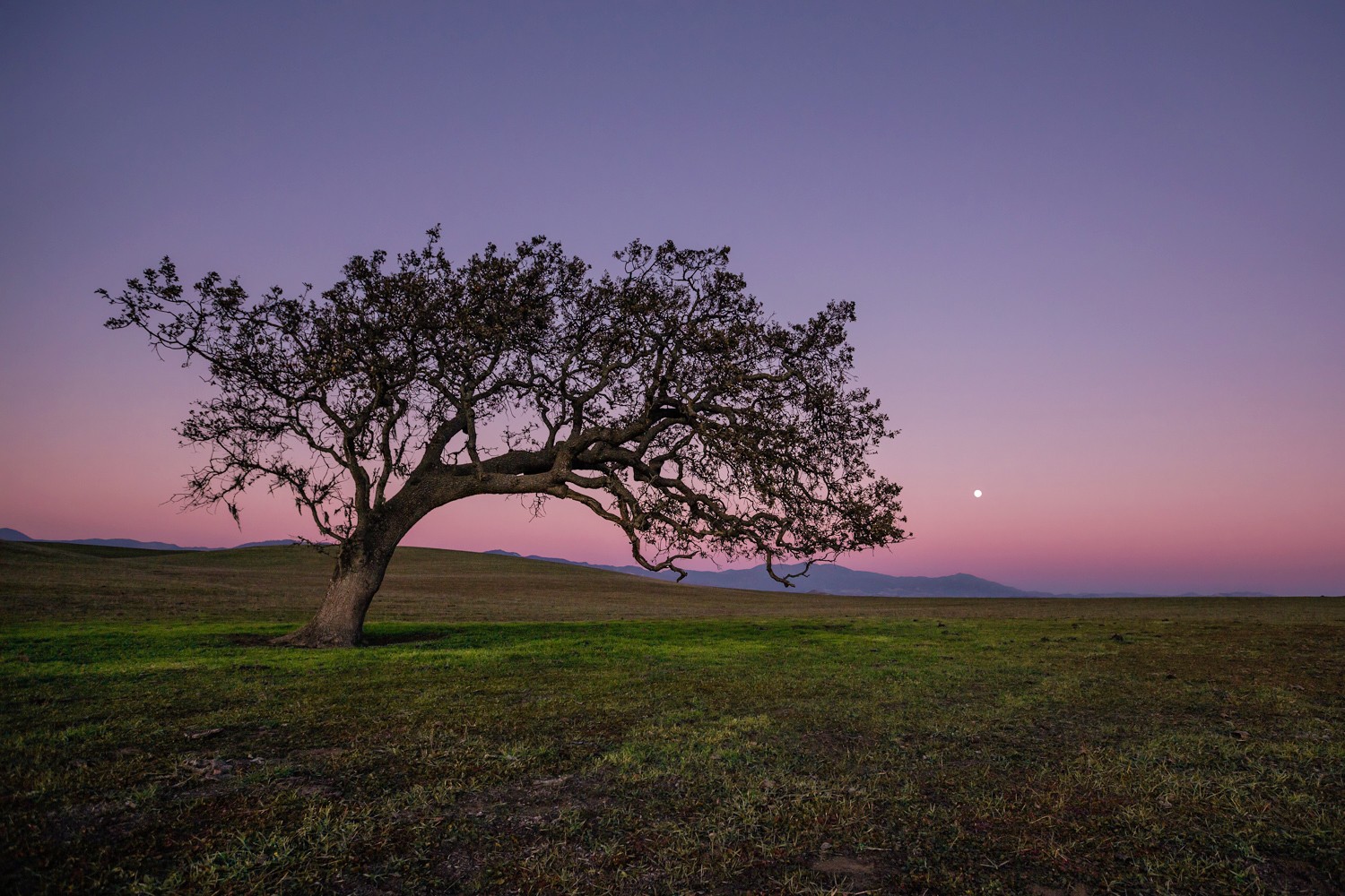 Tree with sprawling branches in an open field during twilight, with a colorful sky and distant mountains.