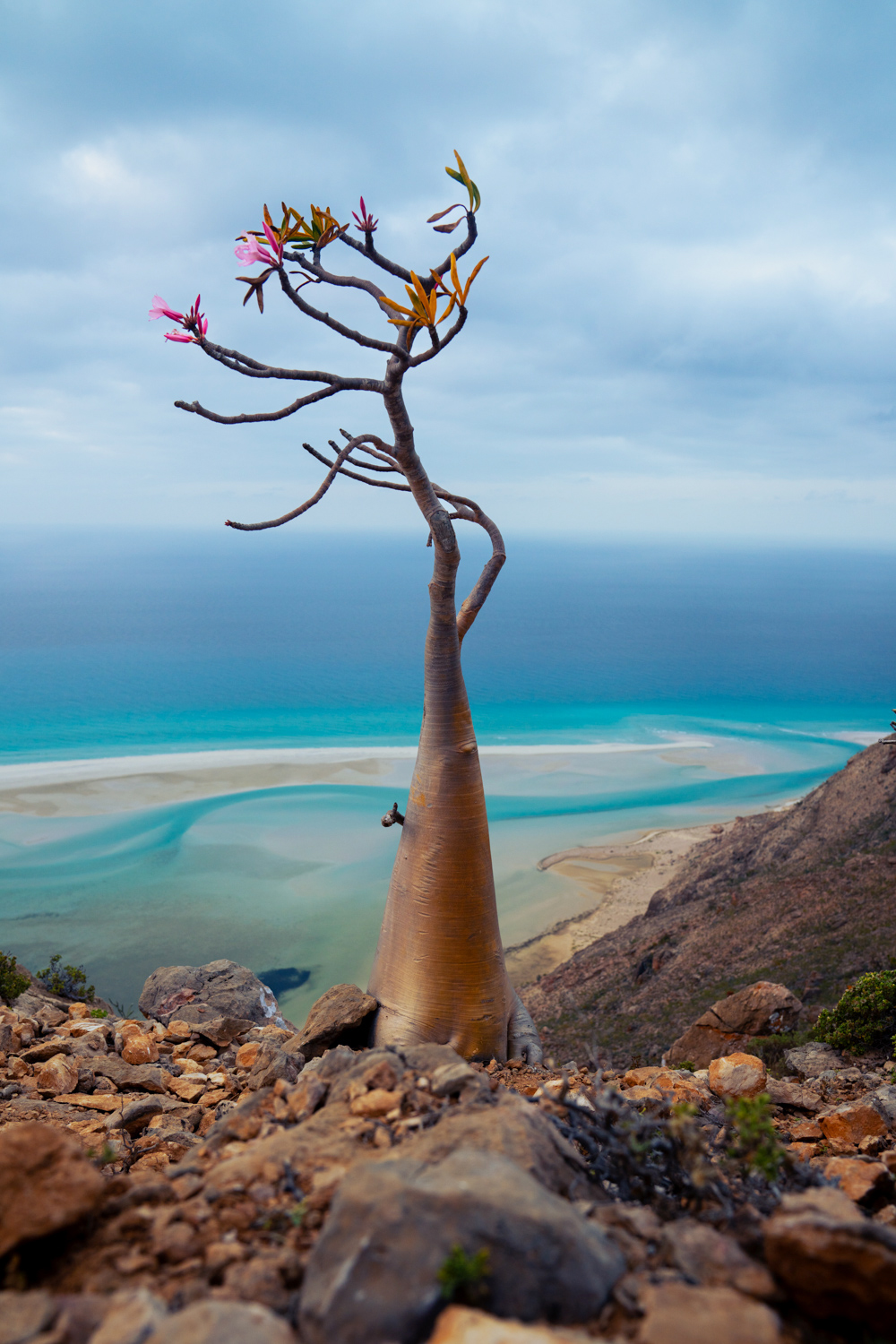 A tree with colorful leaves stands on a rocky terrain near a beach with ocean and sky in background.