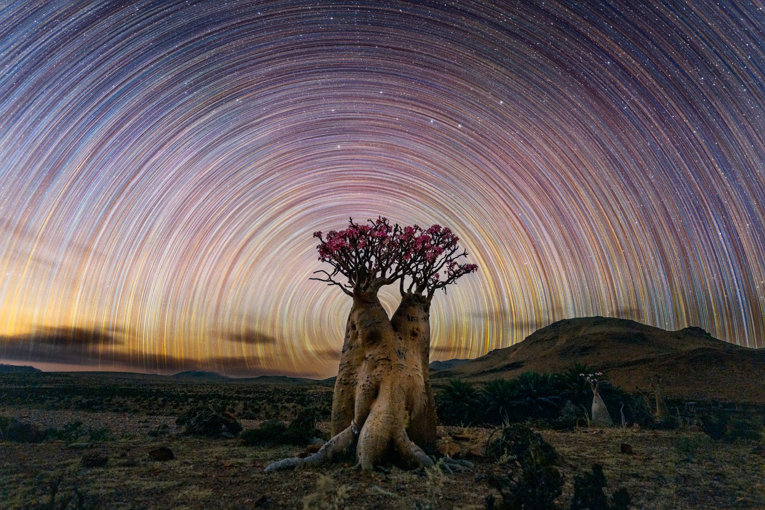 Star trails in the night sky over a landscape with a tree and two camels, one with a tree growing on its back.