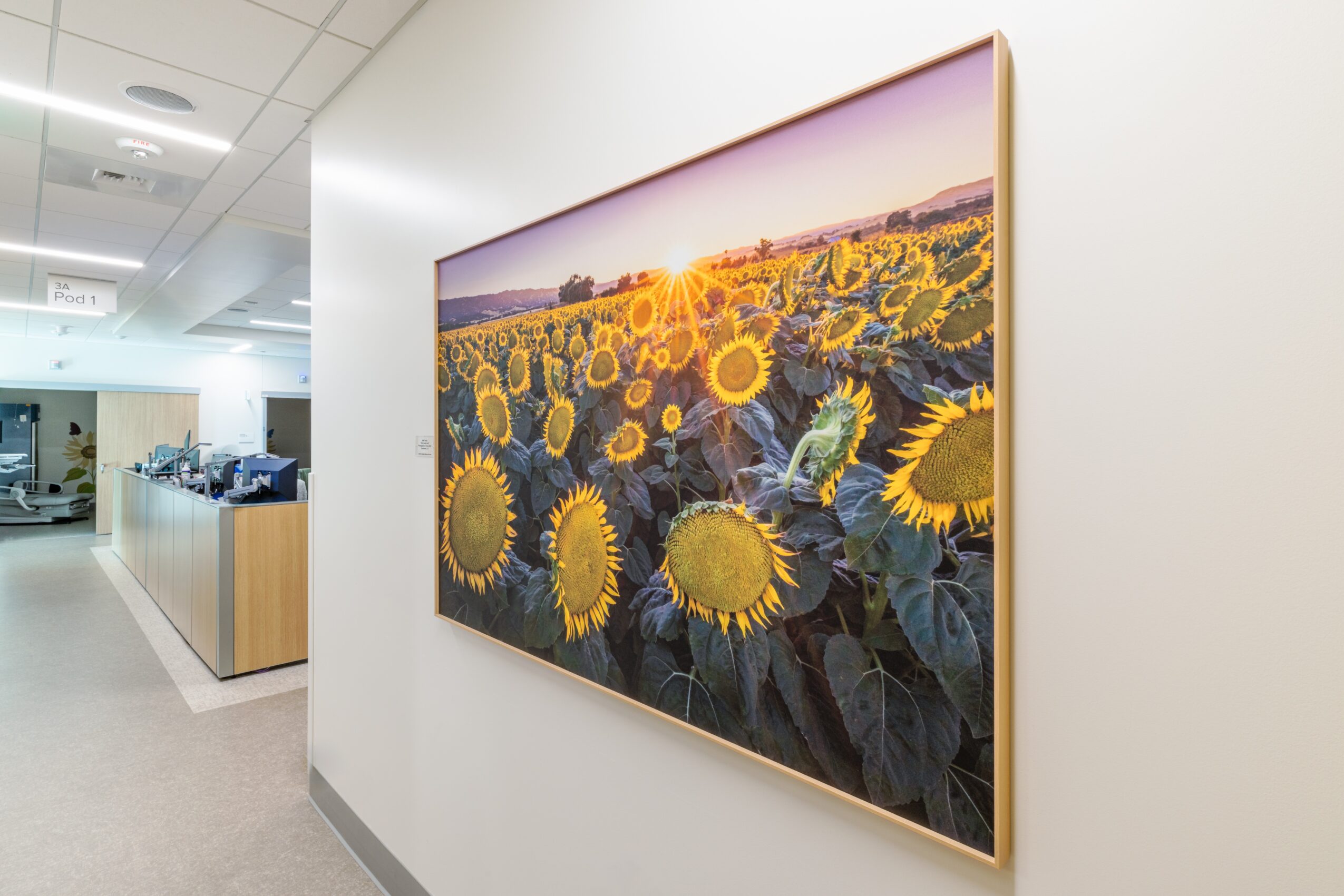 Sunflower field with a sunset sky, framed on a white wall in an indoor setting.