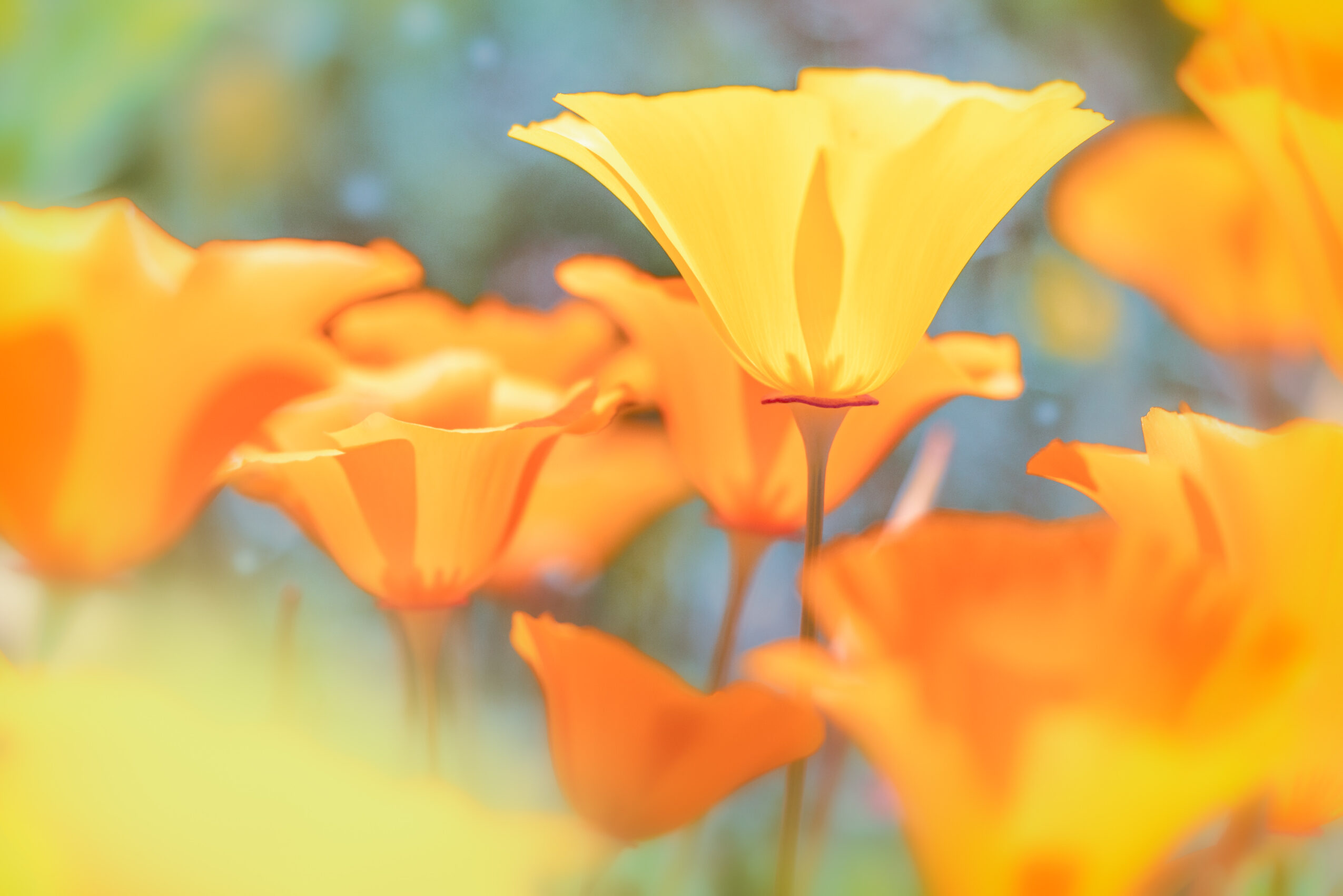 Bright yellow and orange flowers with blurred background, soft focus, vibrant colors, natural outdoor setting