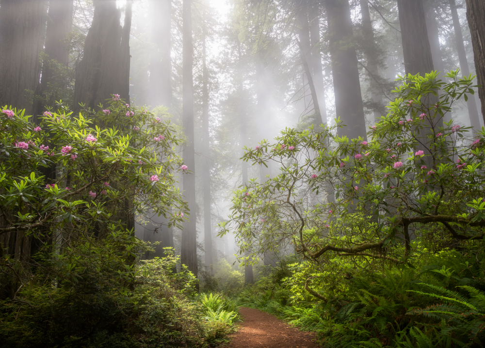 Dense forest with tall trees, fog, and flowering bushes along a dirt path.