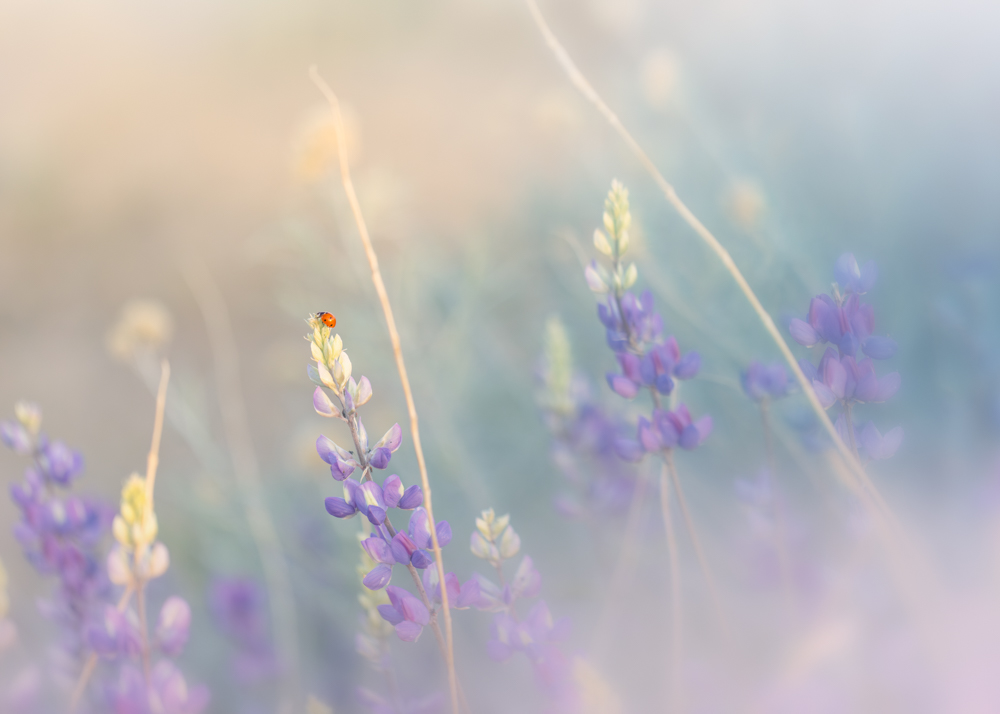 Blurred lavender flowers in soft pastel colors with a light, dreamy background.