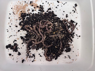 Small worms or larvae on soil or organic material in a white container.