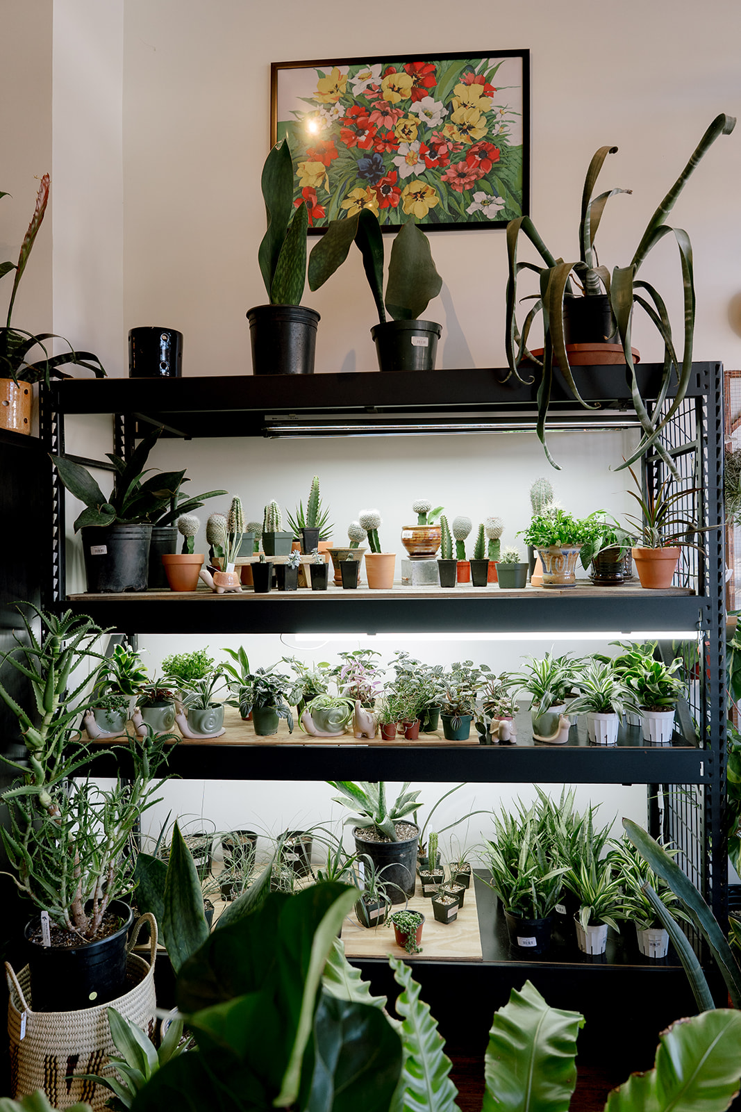 Black metal plant shelf with various potted plants, a framed floral artwork, and a white wall background.