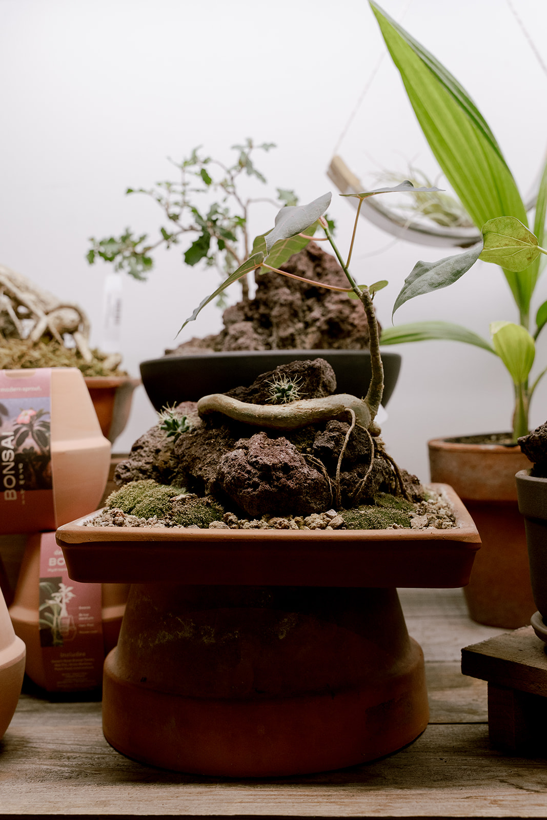 Indoor plant arrangement with rocks, moss, and a small tree in a rectangular pot, surrounded by other potted plants and objects.