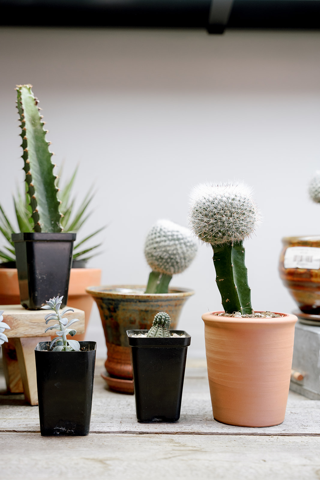 Various potted cacti and succulents on a wooden surface, with a plain background.