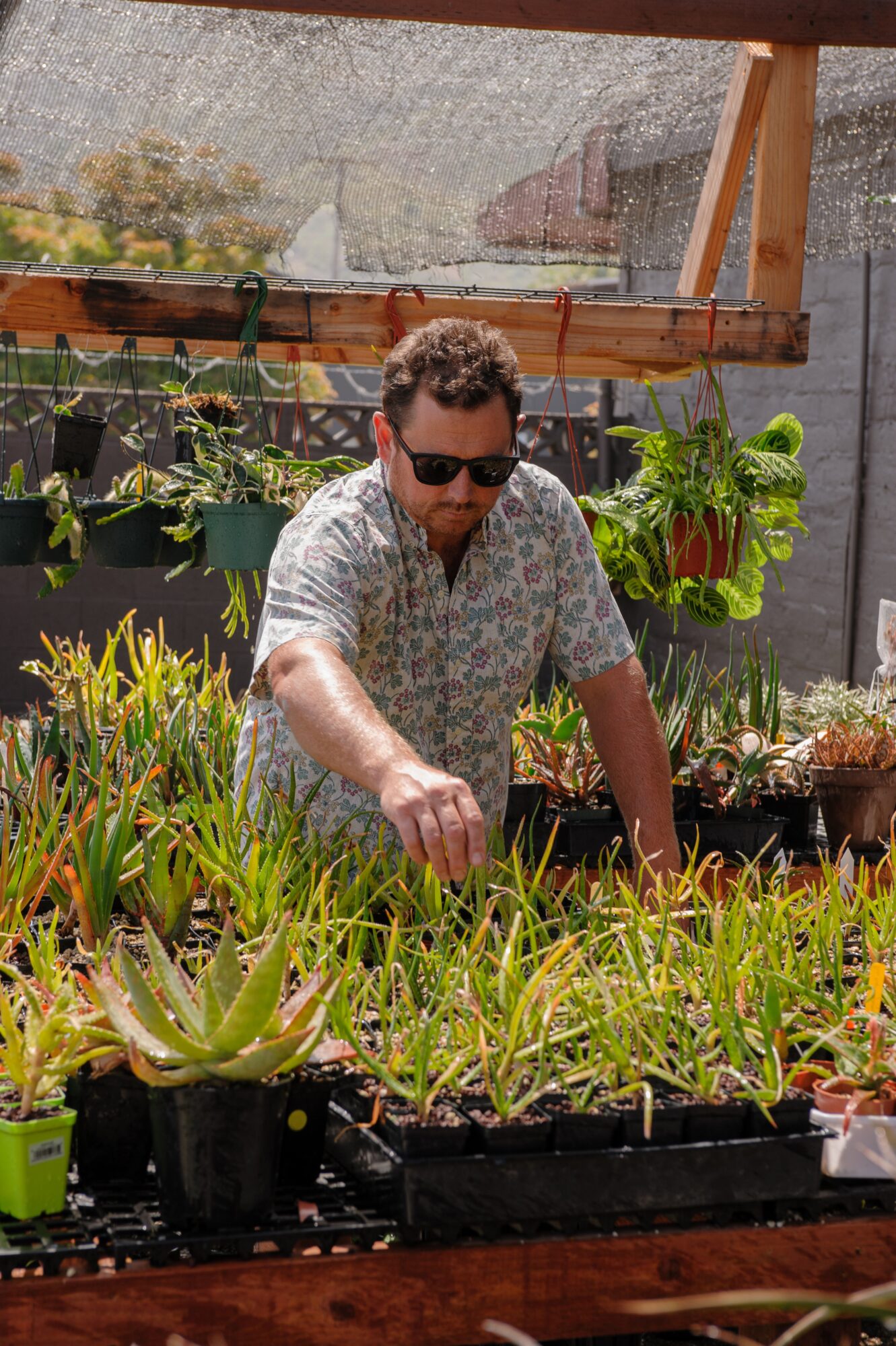 Man with sunglasses tending to potted succulents in a greenhouse or garden setting.