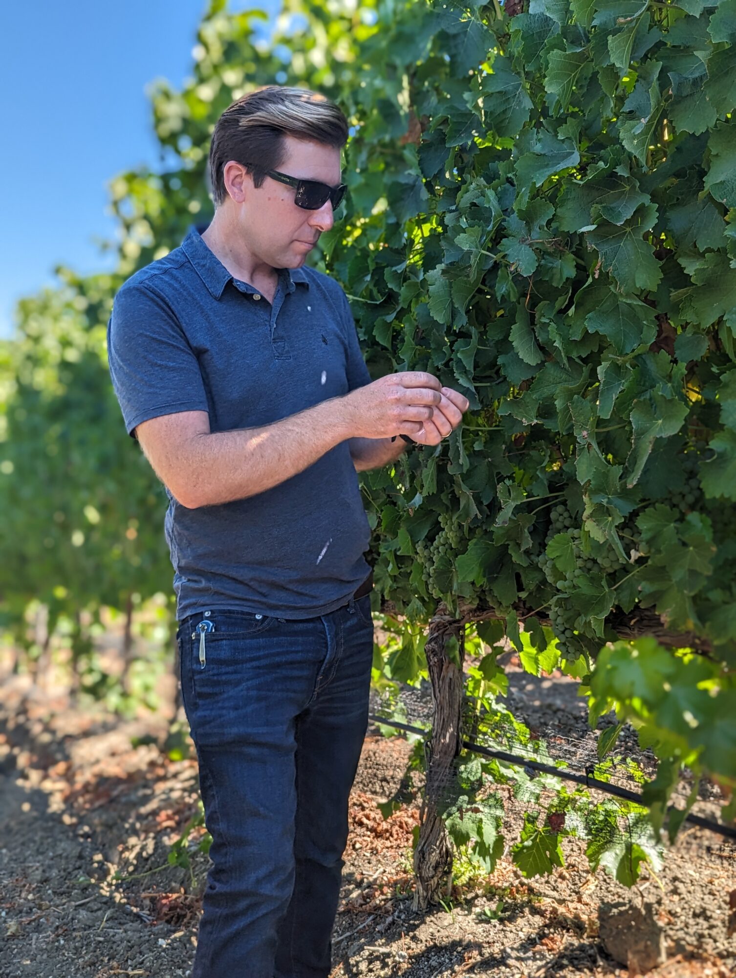 Man in sunglasses inspecting grapevine in vineyard, wearing blue shirt and jeans, with green foliage and blue sky background.