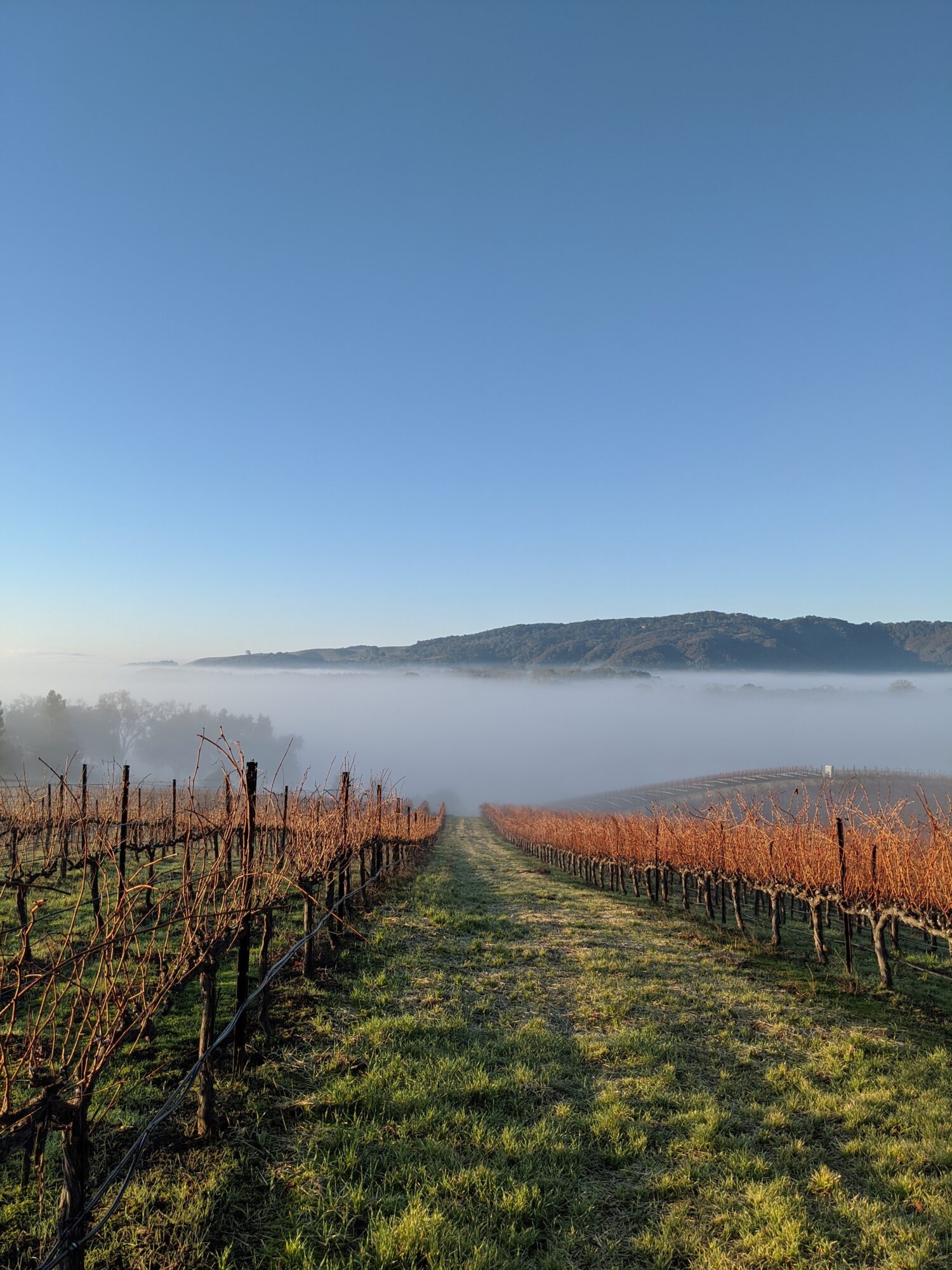 Vineyard with rows of grapevines, grassy path, fog over water, hills in background, clear blue sky.