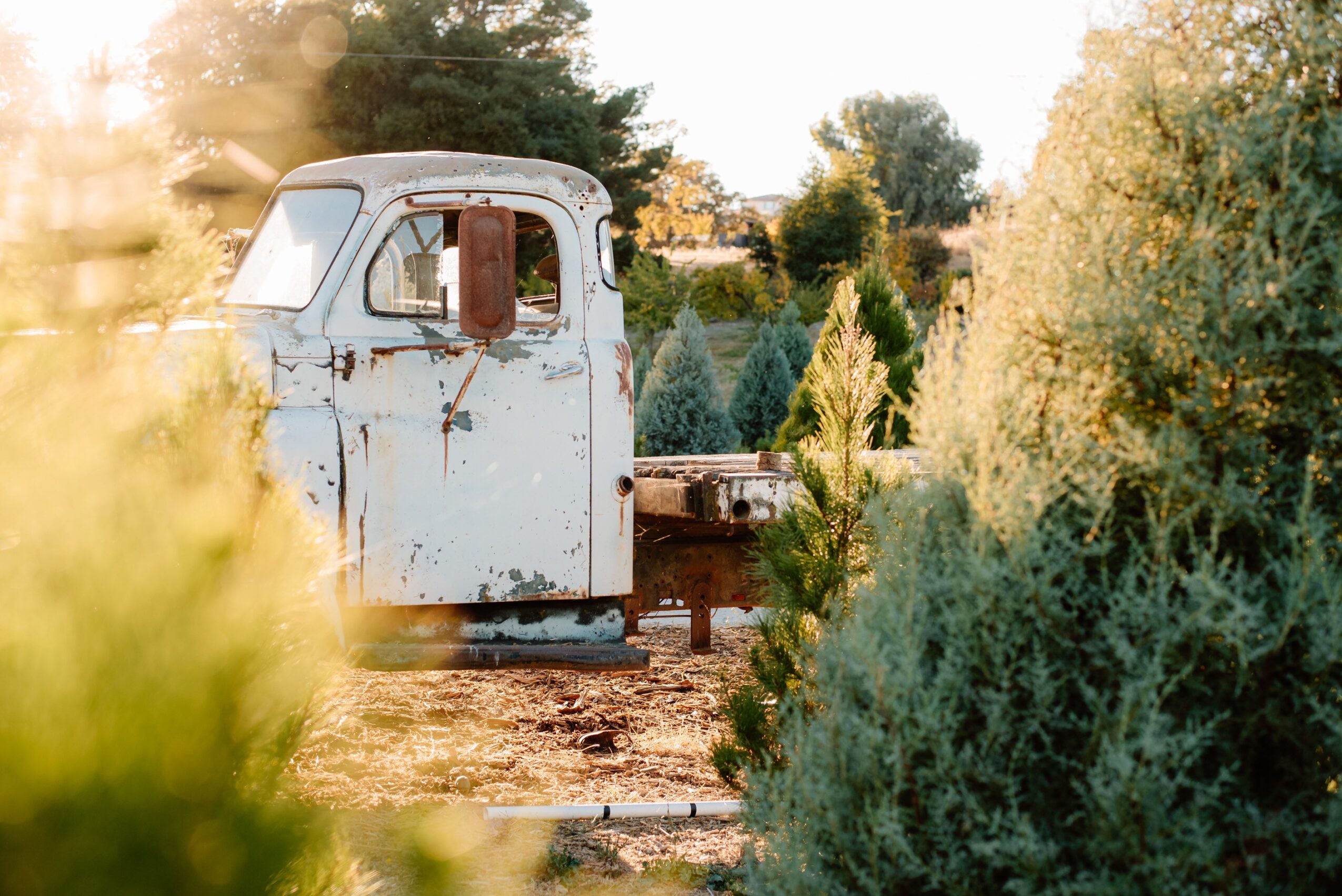 Rusty, old truck in a garden with green bushes and trees, sunlight filtering through leaves.