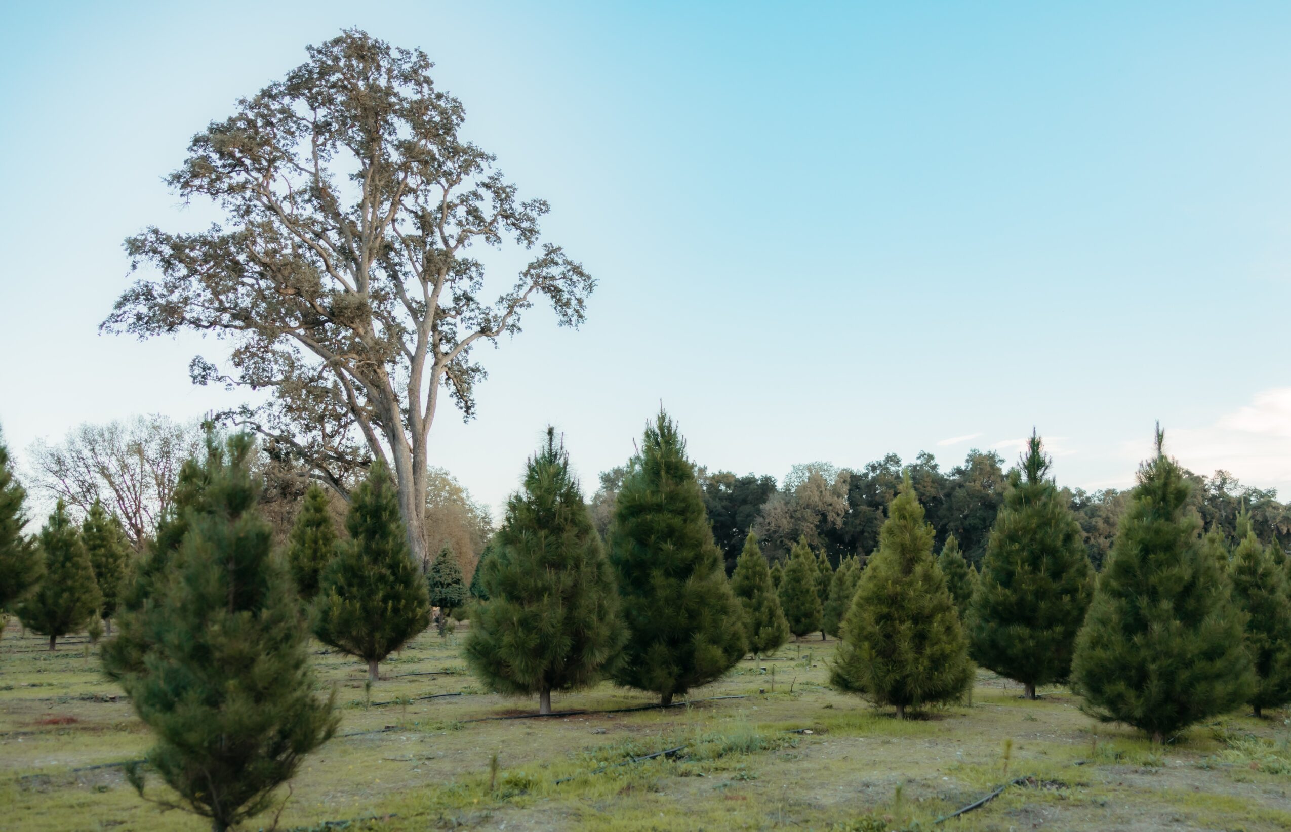 A large tree with smaller trees in a field under a clear blue sky.
