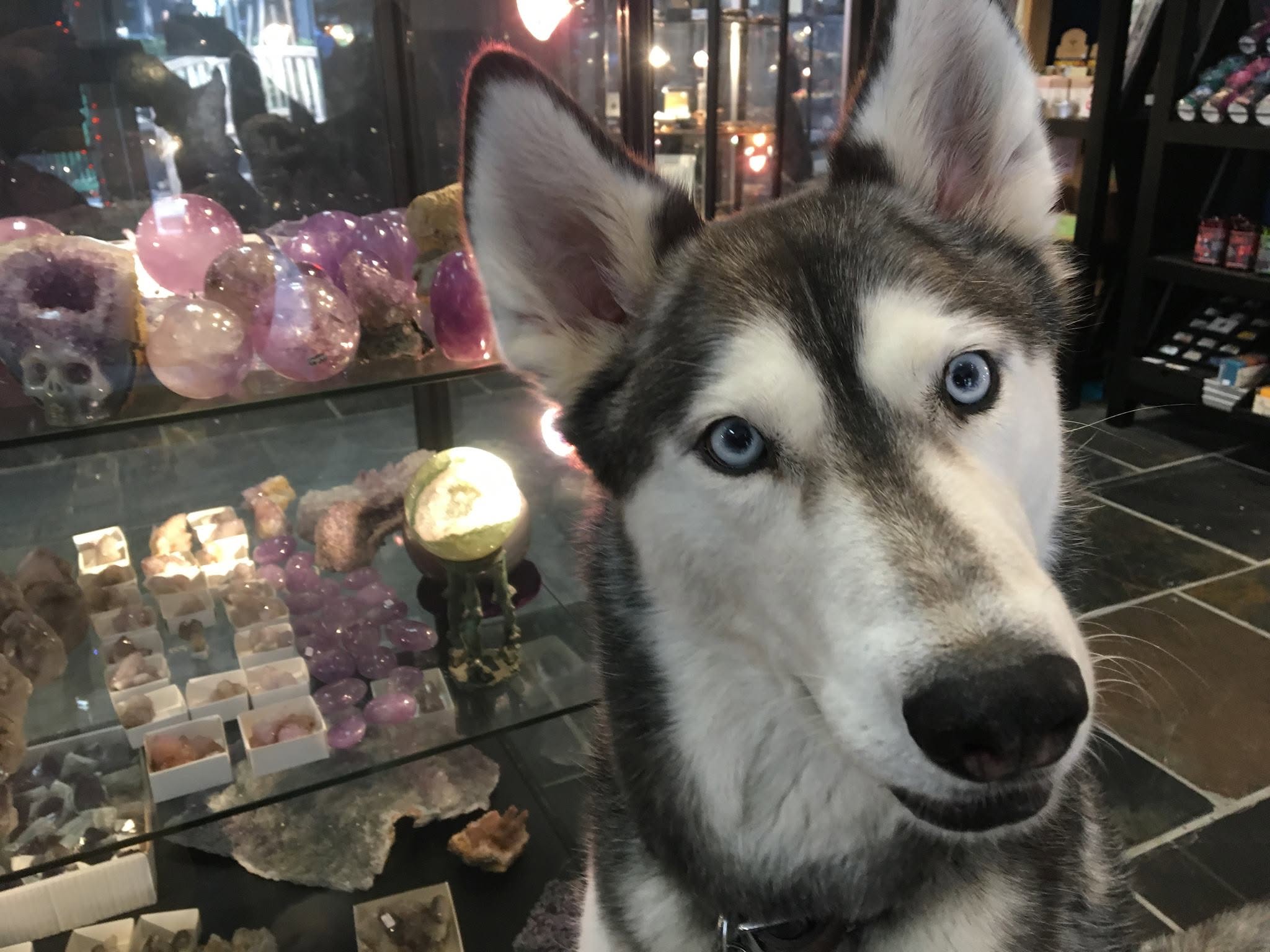 Husky dog with blue eyes looking at the camera inside a store with shelves and display cases.
