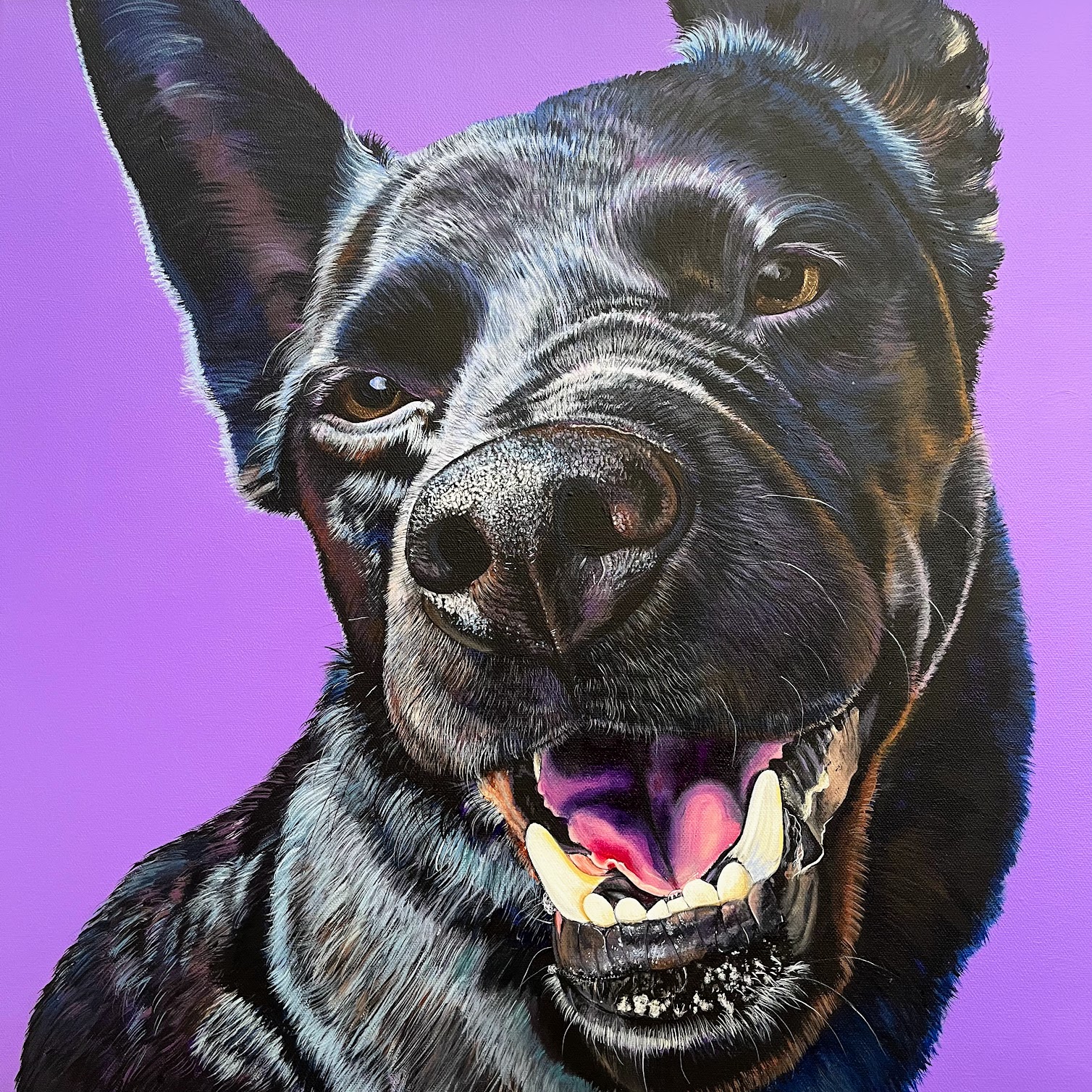 Close-up of a happy dog with one ear up and a purple background, showing teeth and tongue.