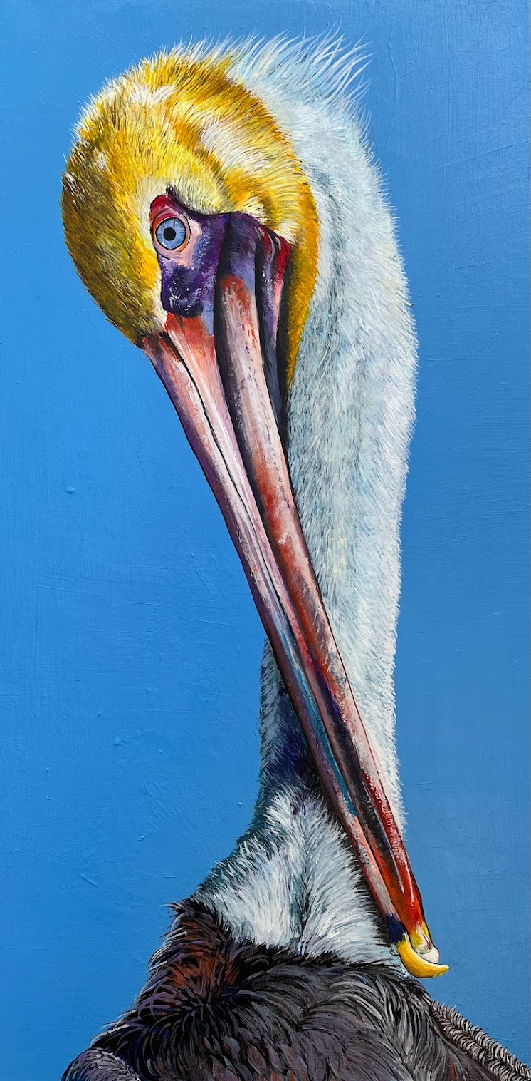 Close-up of a pelican's head with a yellow crown, long beak, and white and black feathers against a blue background.