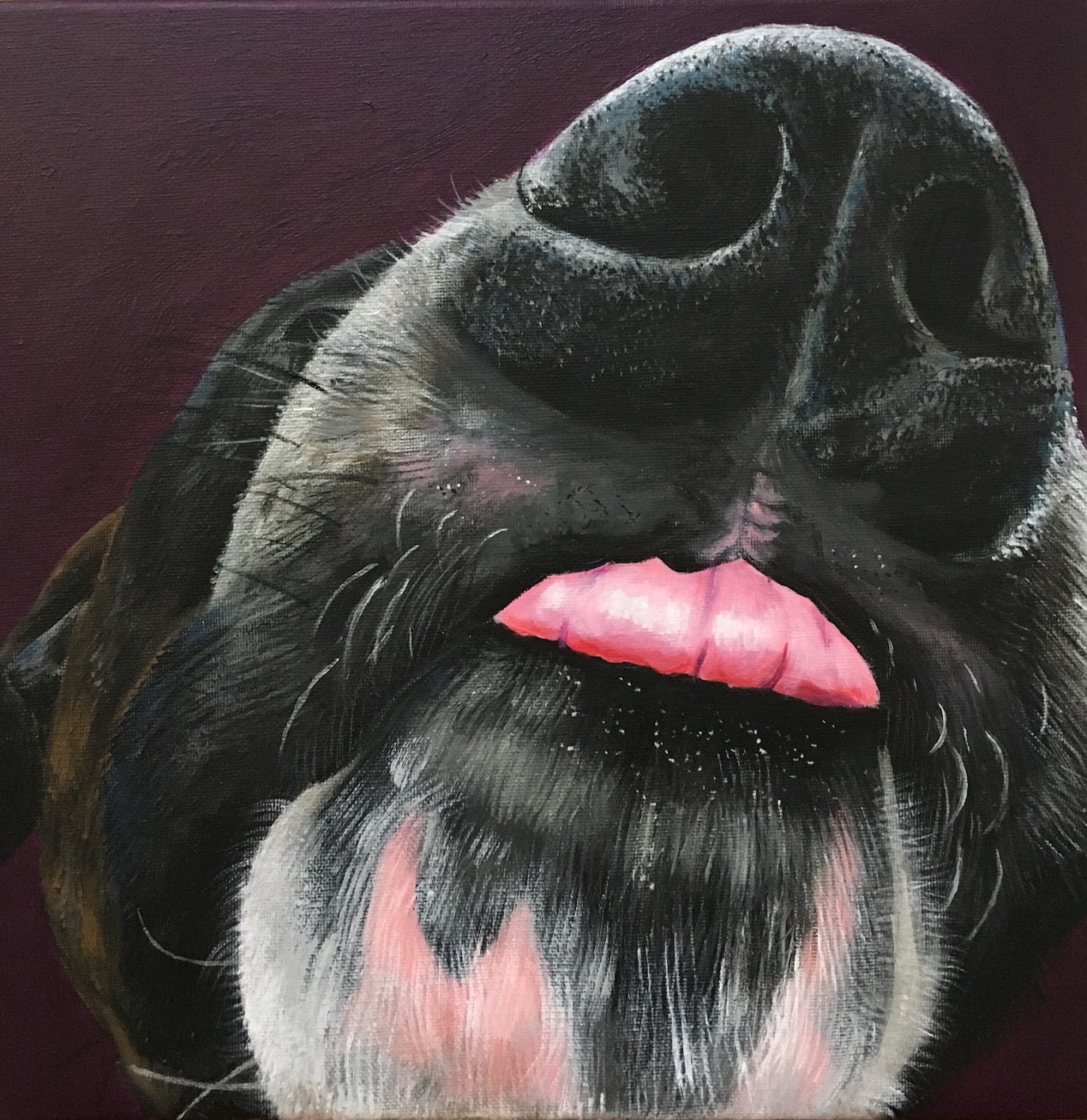 Close-up of a dog's nose and mouth with tongue slightly sticking out, dark background.