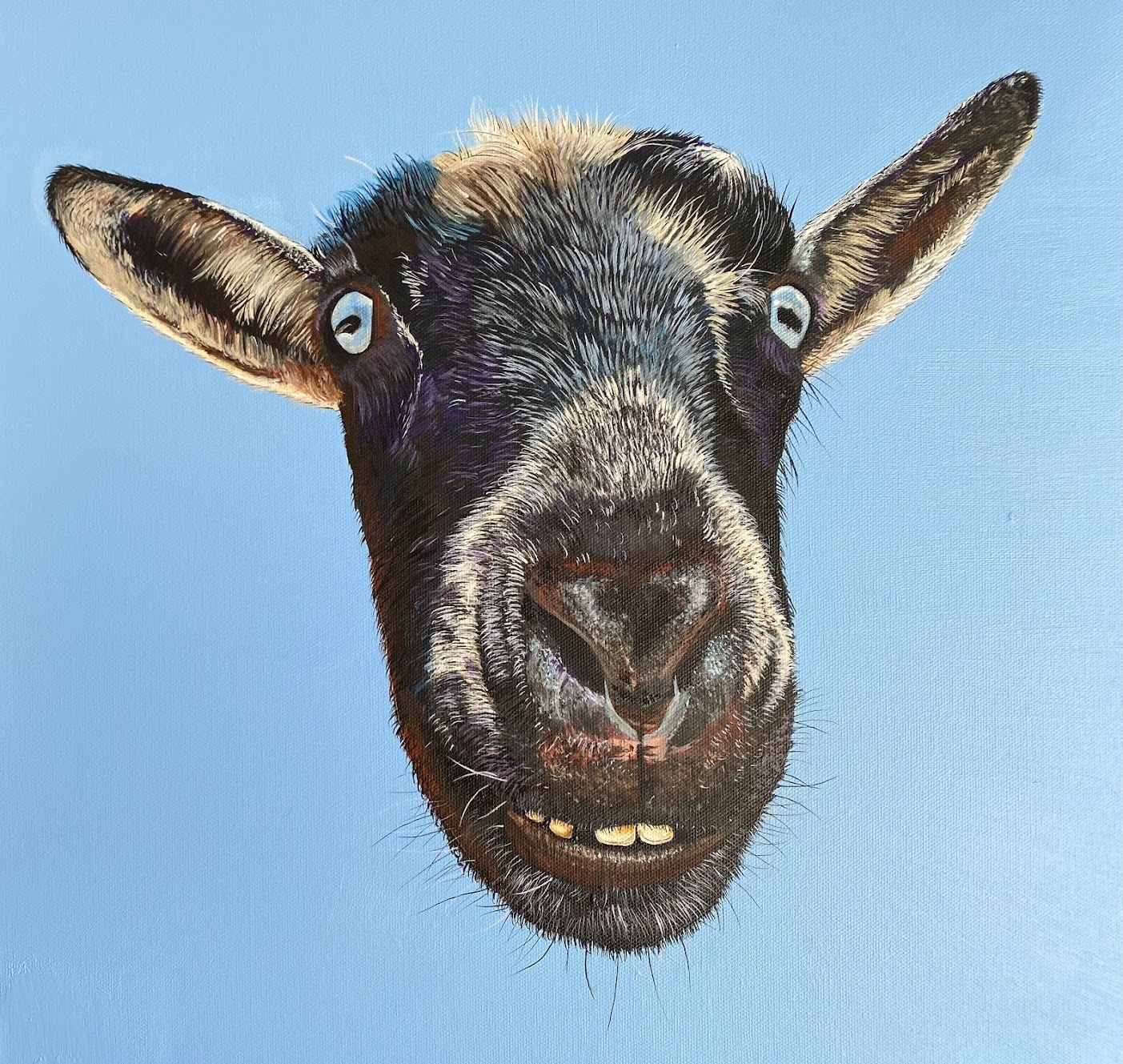Close-up of a goat's face with wide eyes and a slightly open mouth showing teeth, against a blue background.