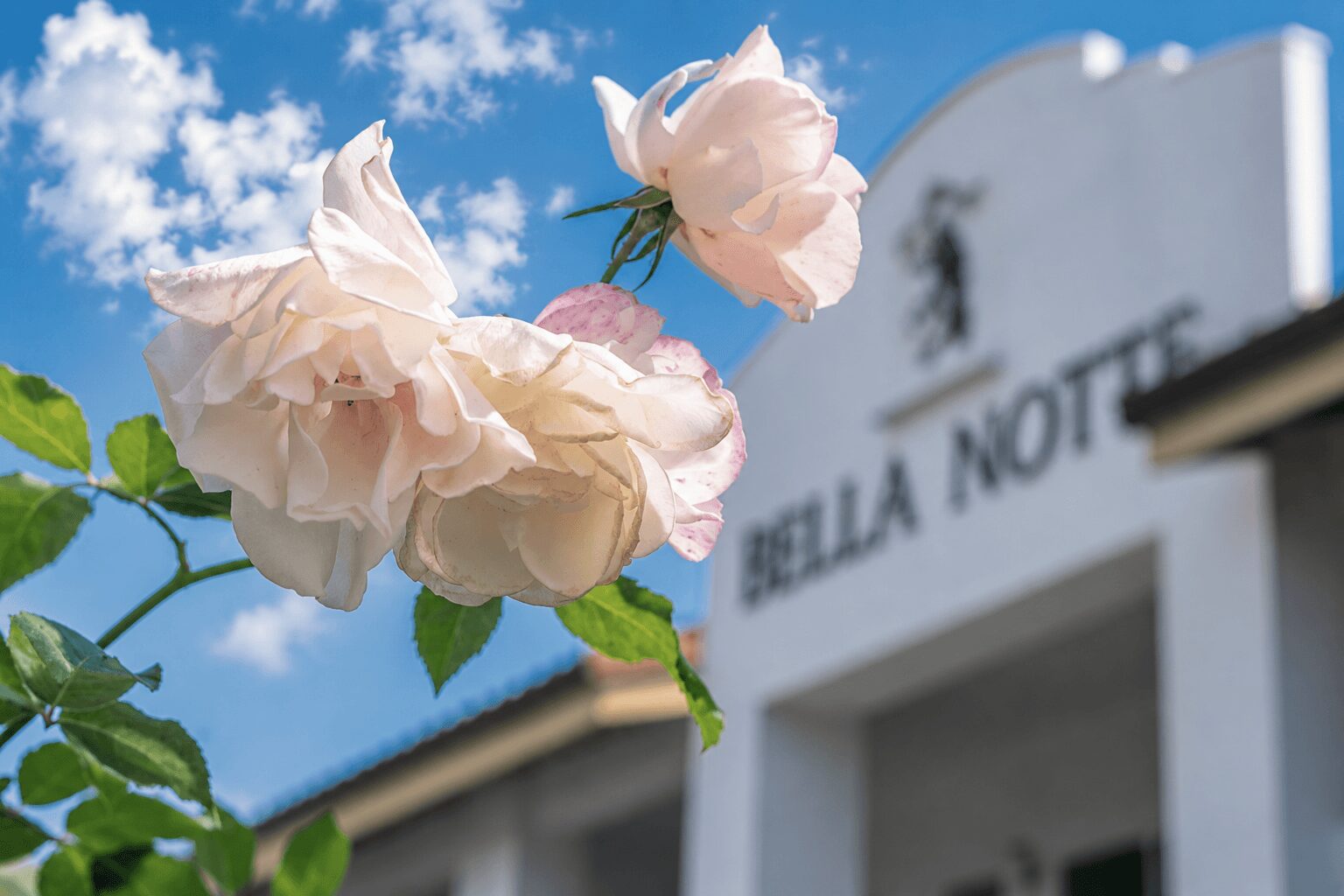Pink and white roses in front of a building with a sign reading Bella Notte, under a blue sky with clouds.