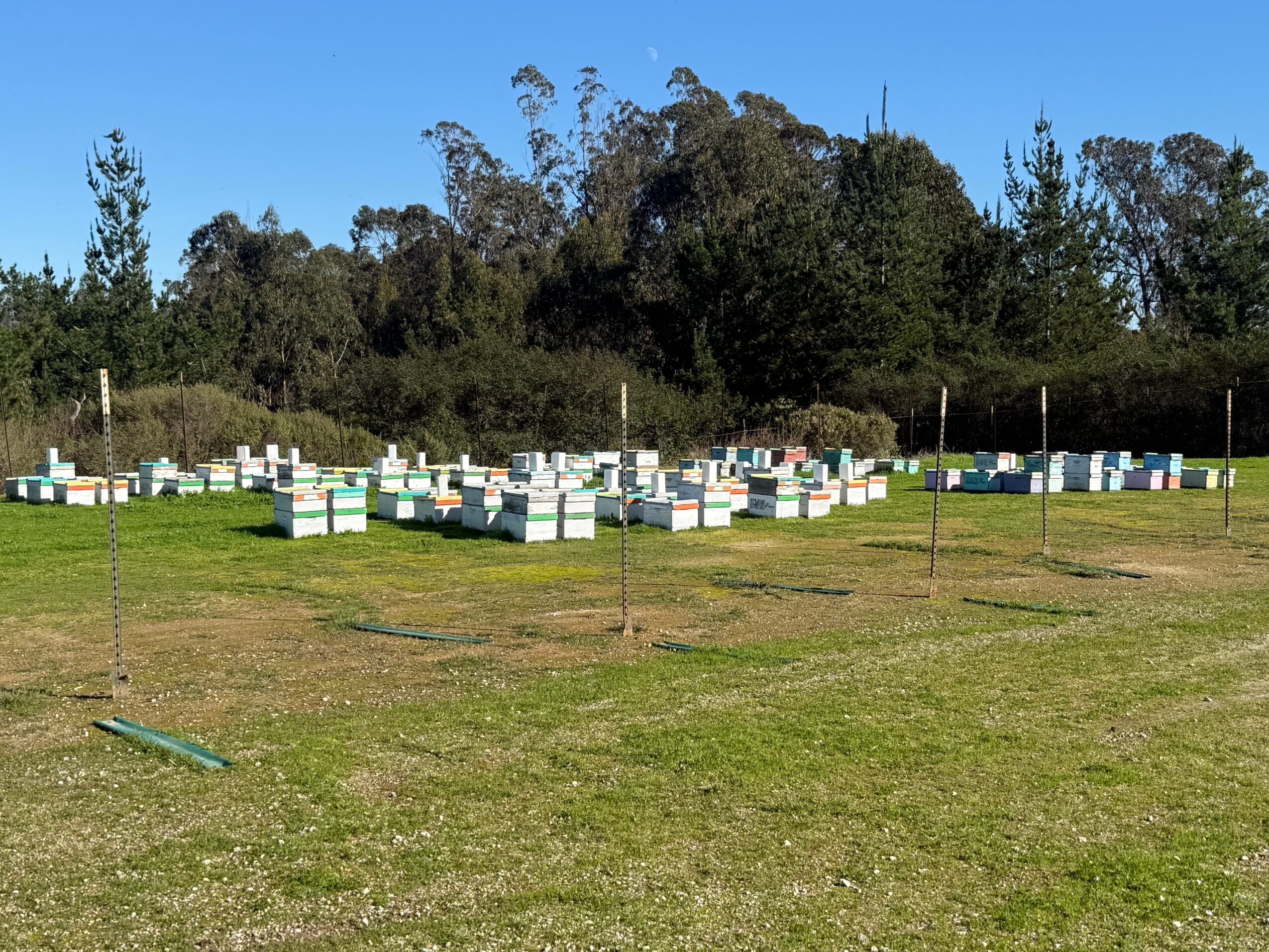 Beehives arranged in rows on a grassy field with trees and a clear blue sky in the background.