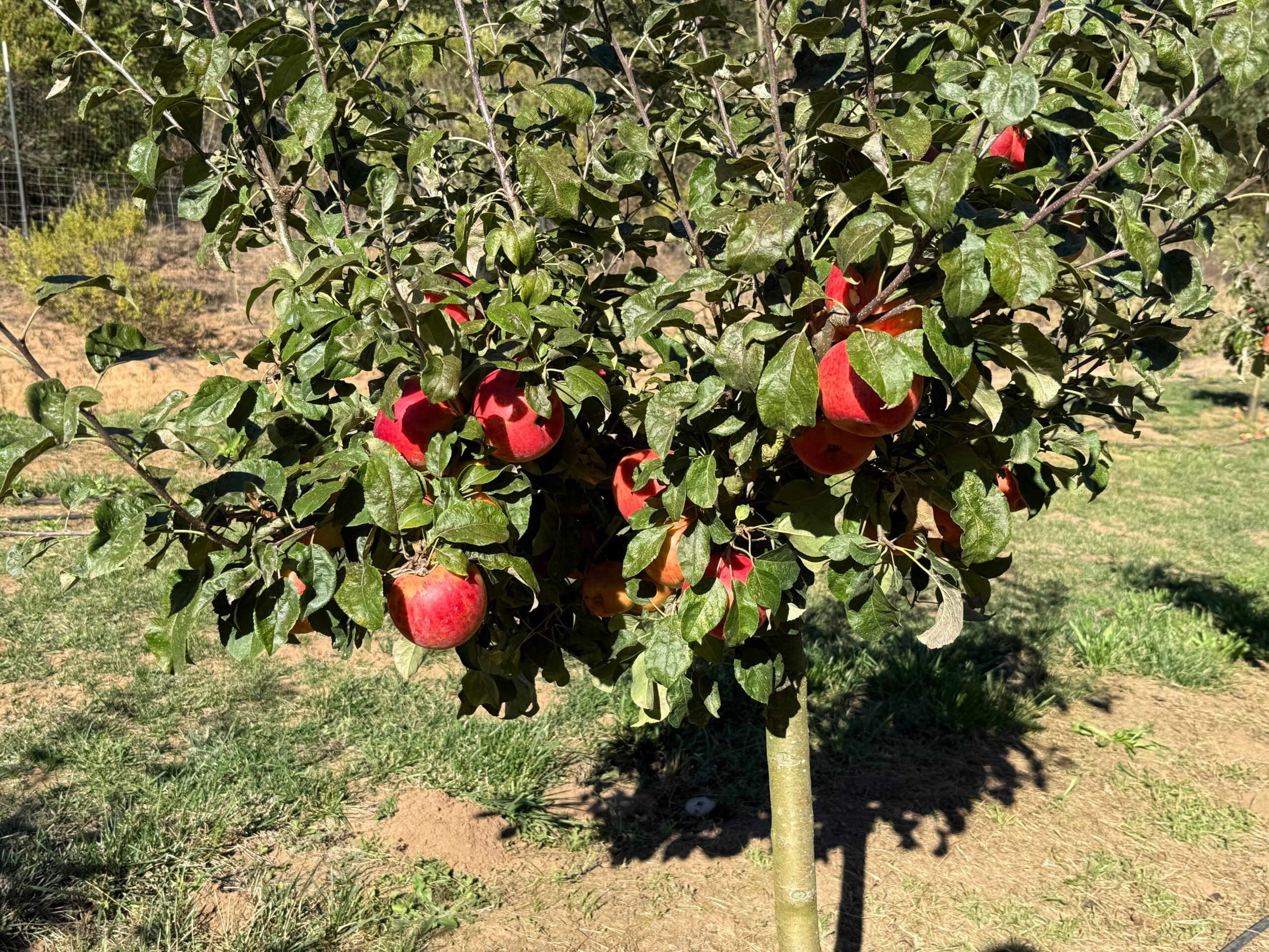 Apple tree with red apples and green leaves in a sunny orchard.